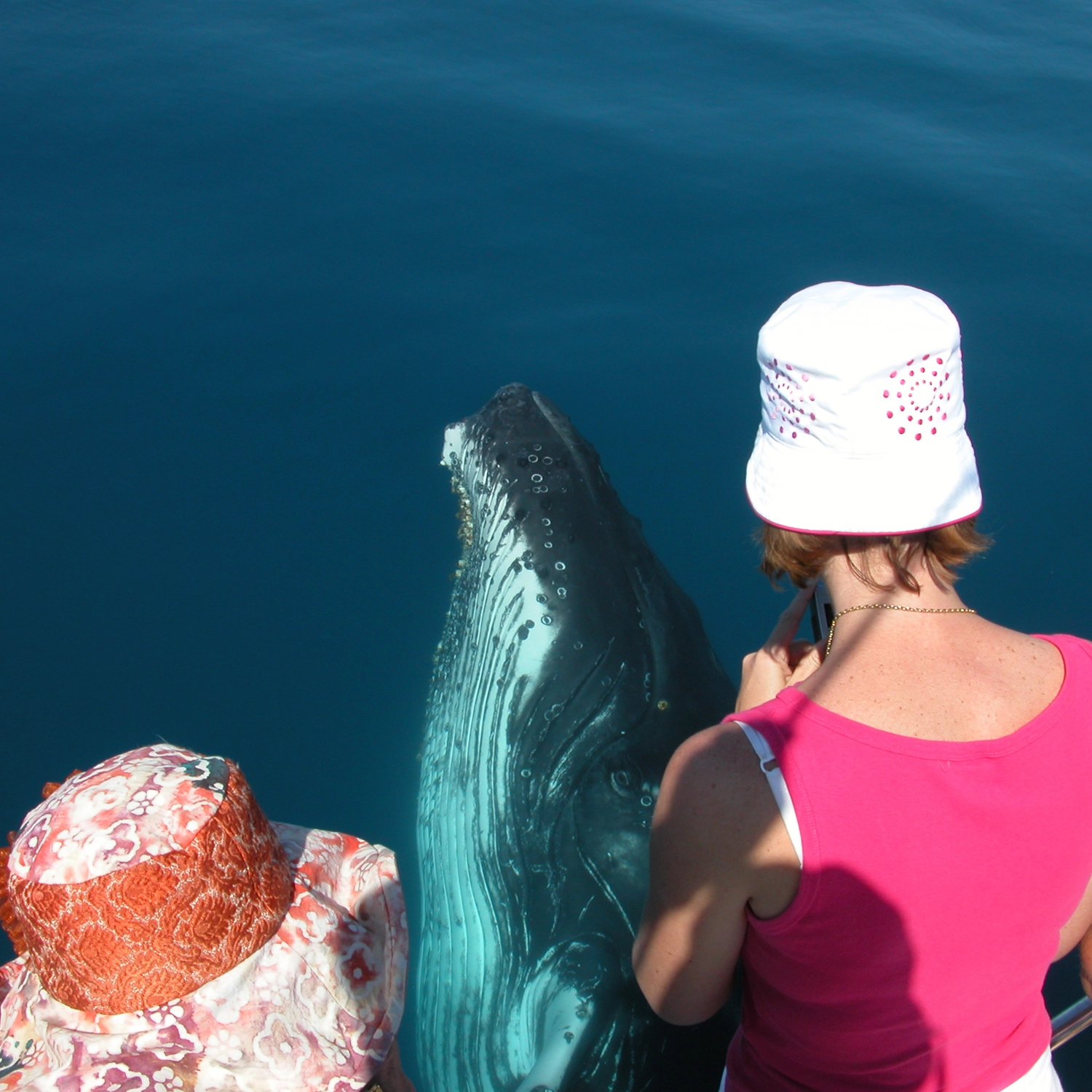 Exclusive Whale Watching Encounter 6