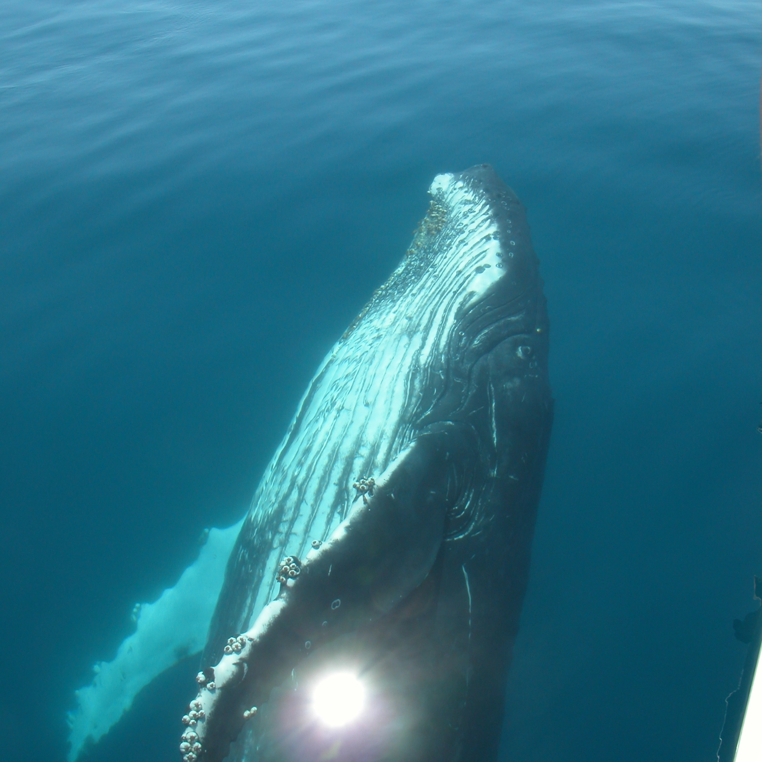 Exclusive Whale Watching Encounter 7