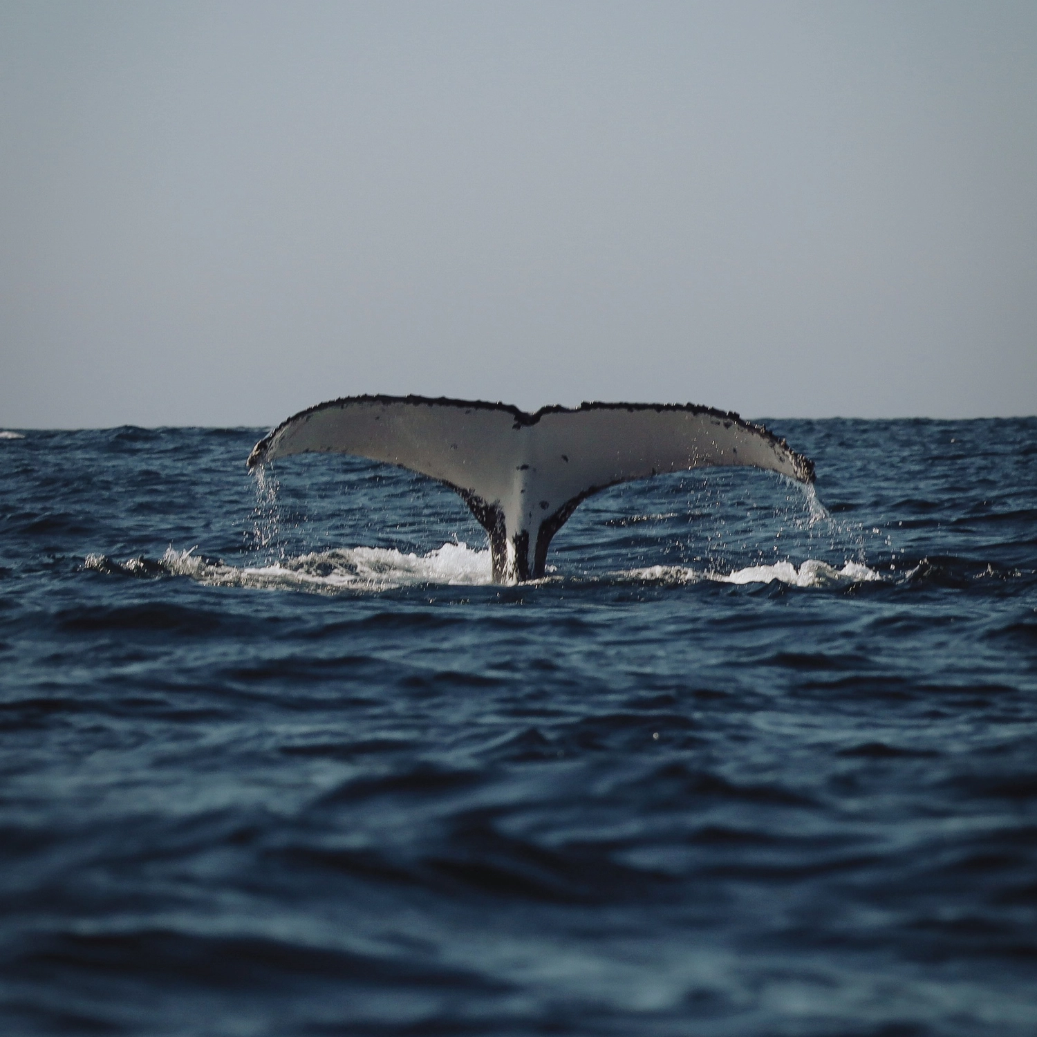 Whale Watching Tour 5