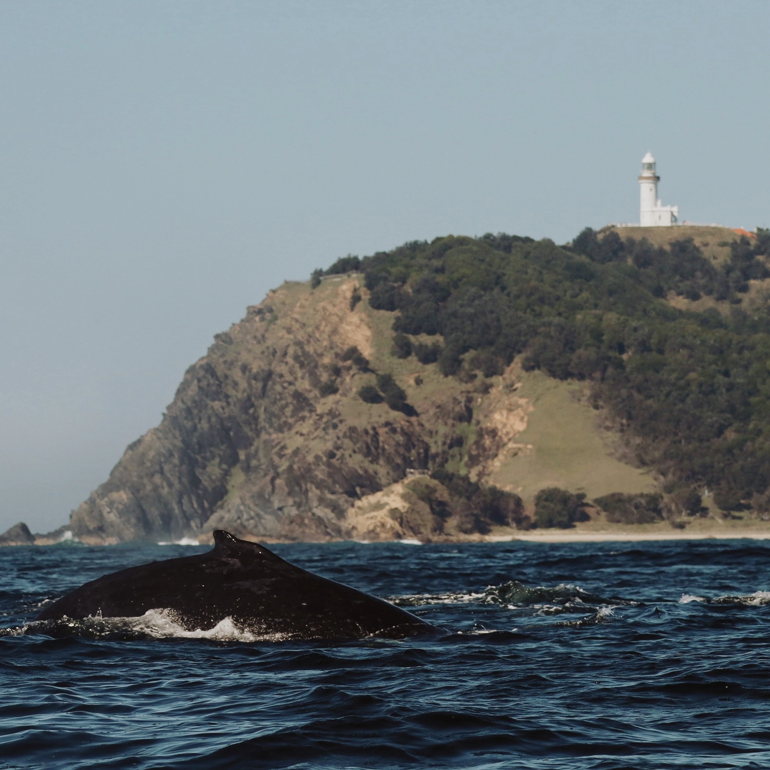 Whale Watching Tour 4