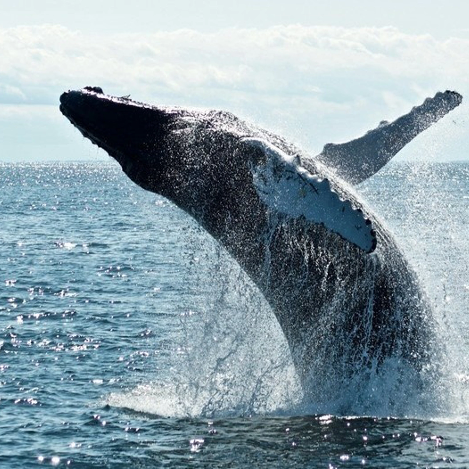 Whale Watching Tour 2
