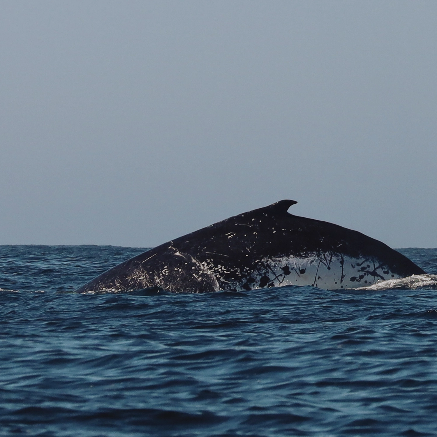 Whale Watching Tour 3