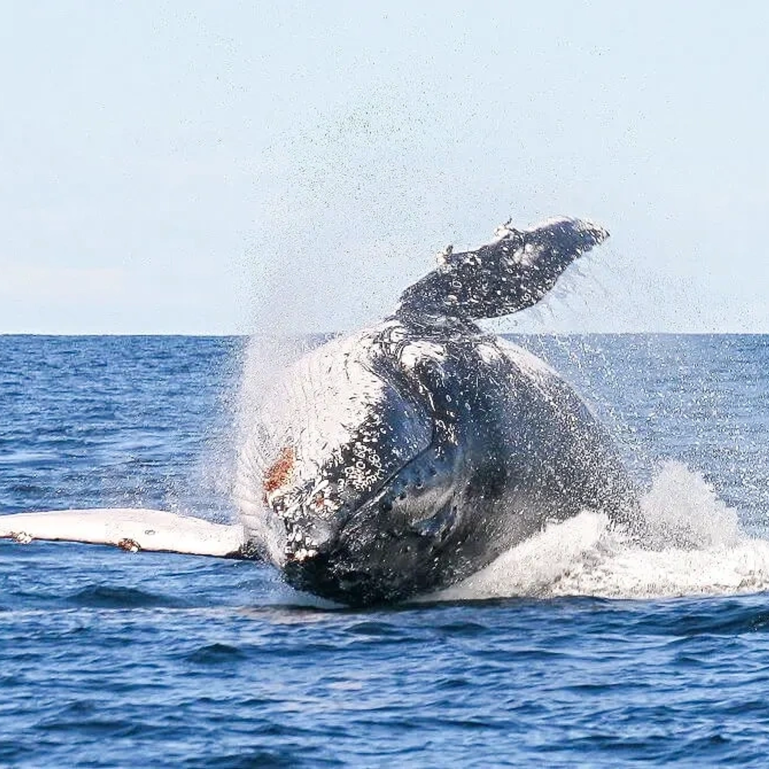 Whale Watching Tour 6