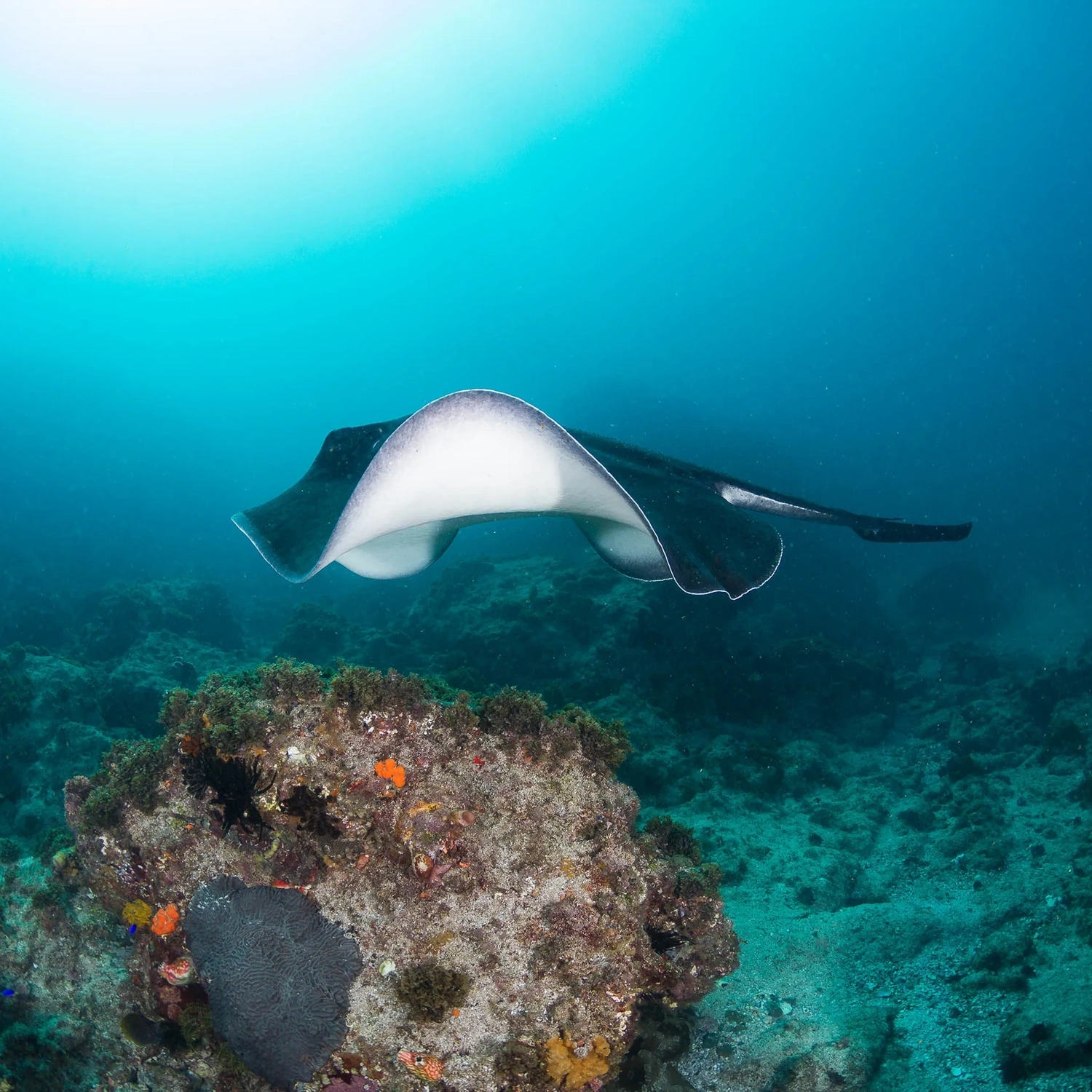 Sea Turtle Snorkel Tour 4