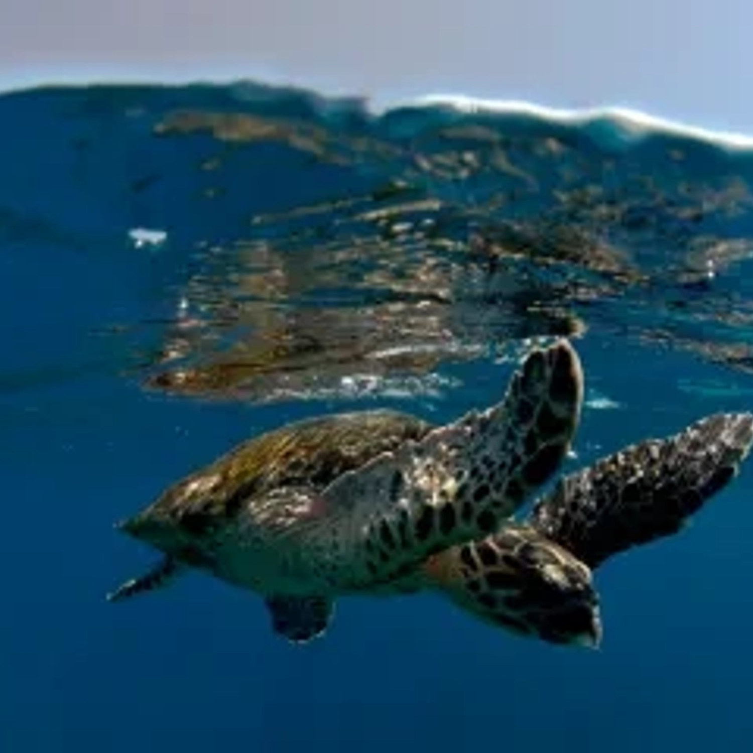 Sea Turtle Snorkel Tour