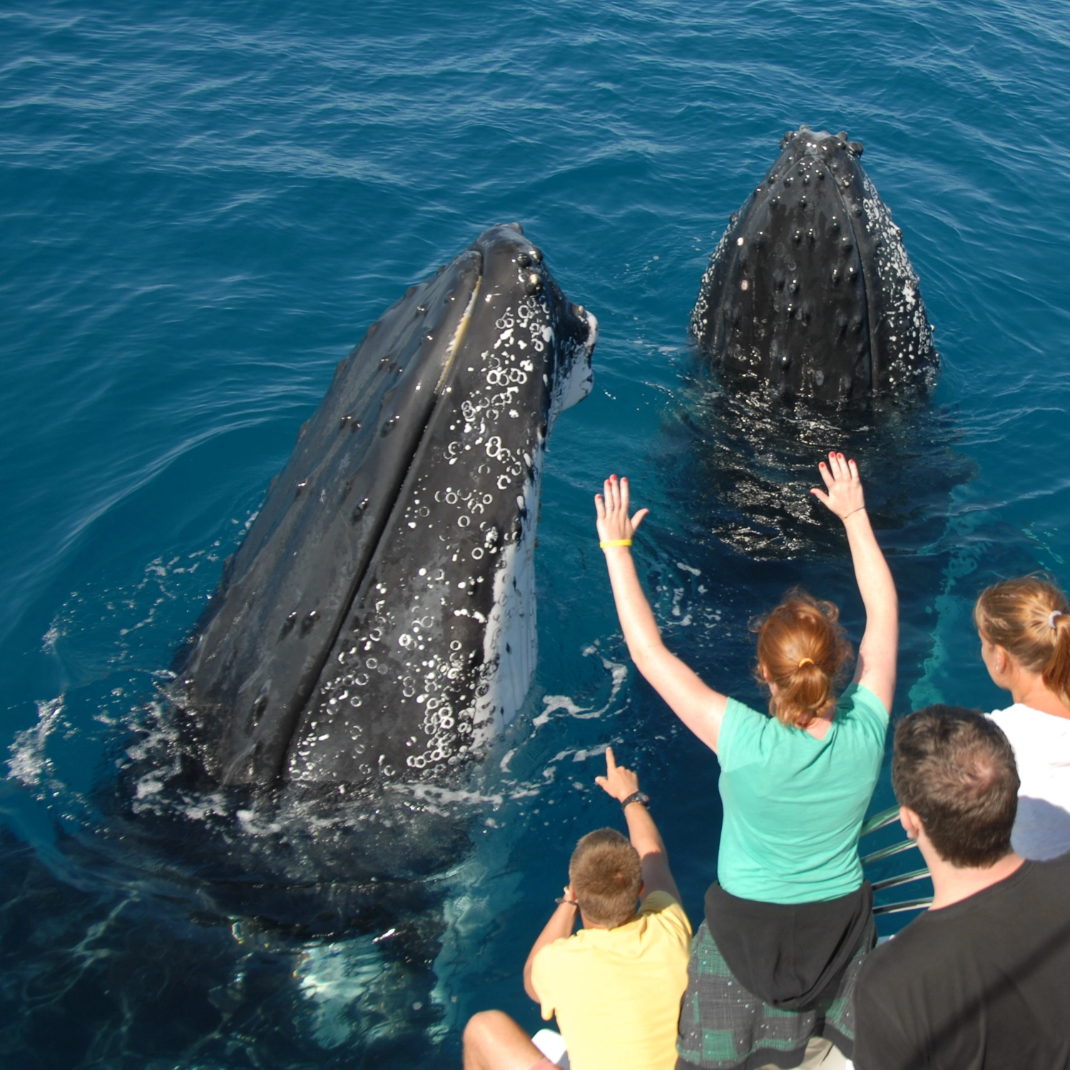 Exclusive Whale Watching — Family Package (2 Adults + 2 Children) 5