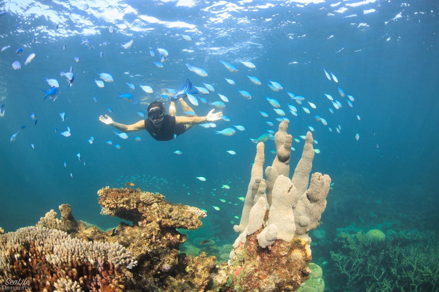 coral bay diving tours