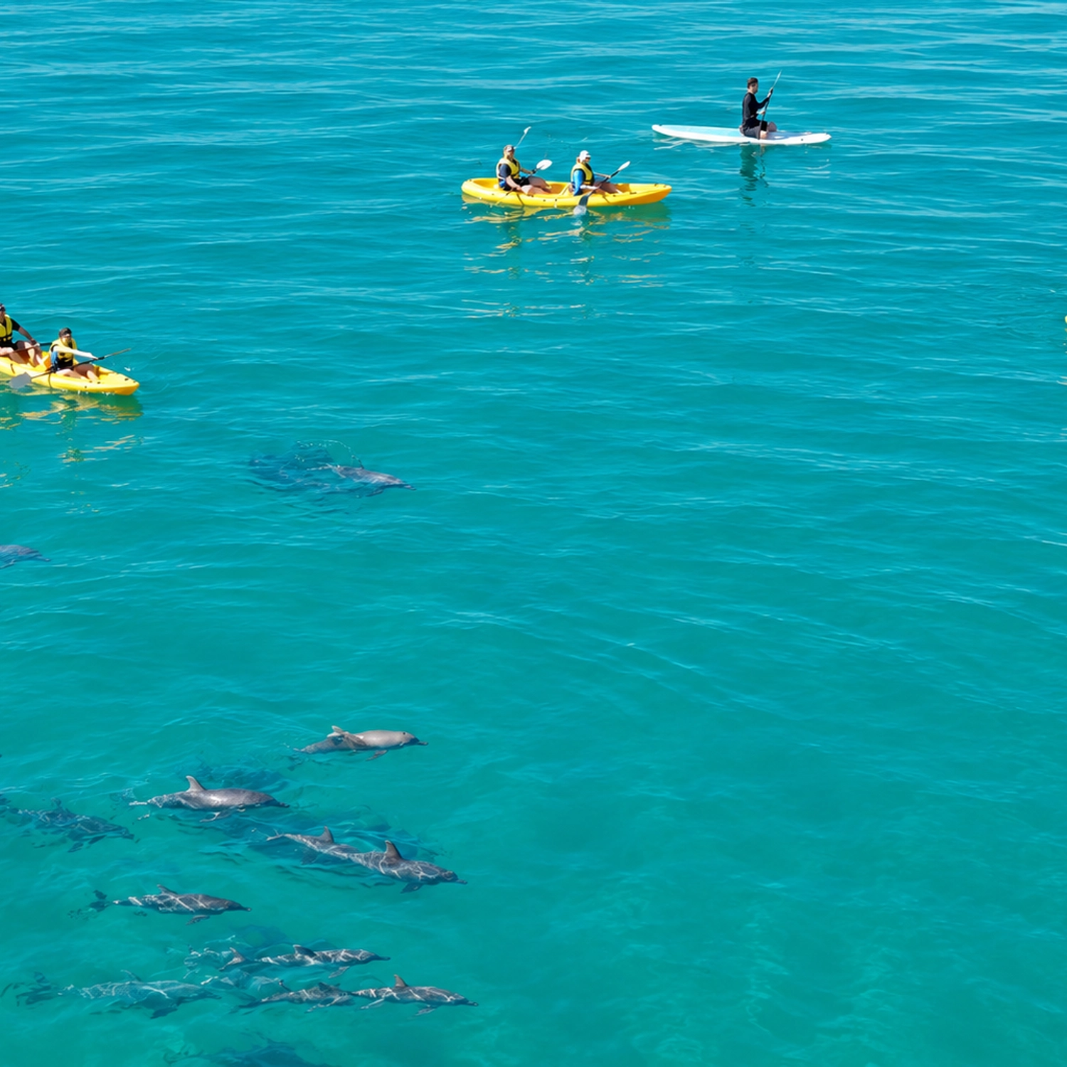 Noosa: Epic Dolphin Ocean Kayak Tour & Beach 4X4 Adventure 4