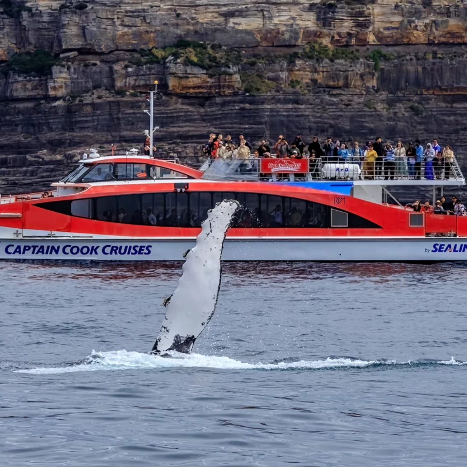 Sydney: Whale Watching Cruise - Morning 7