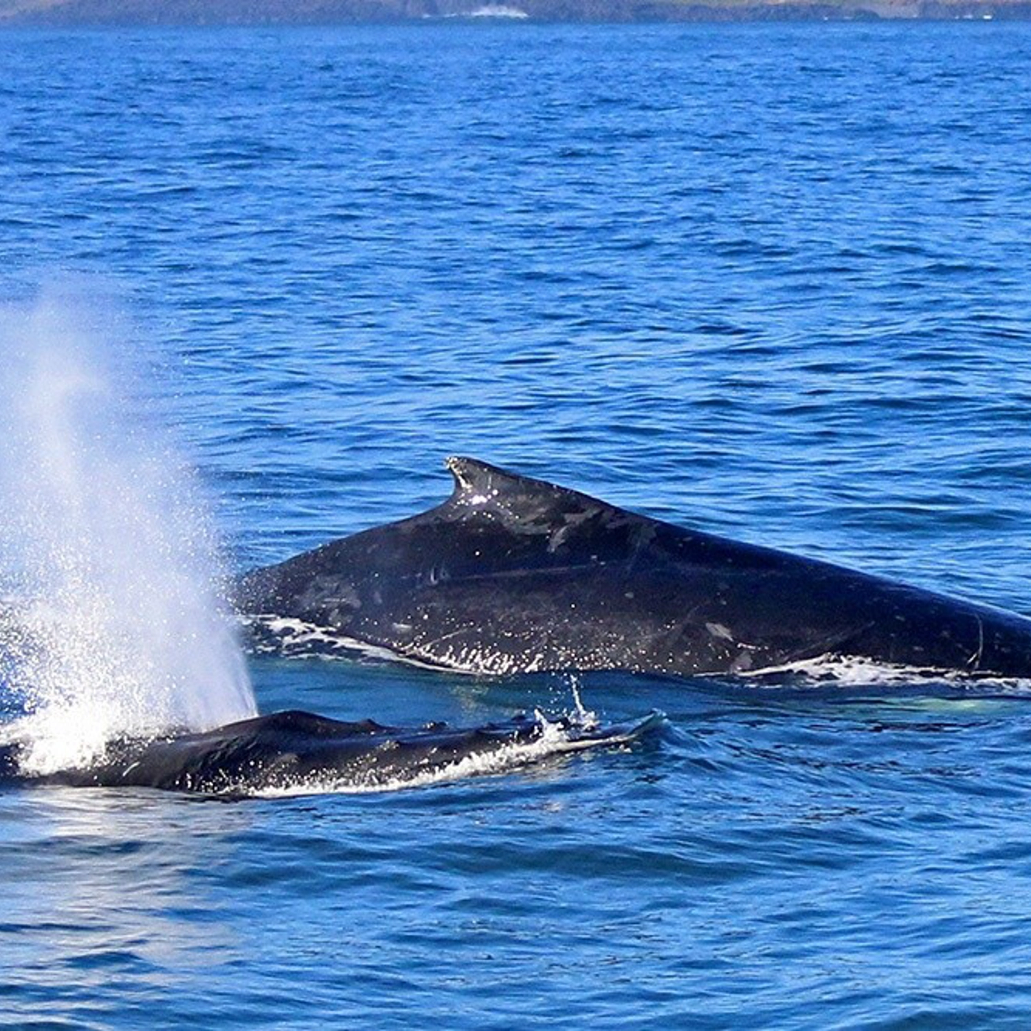 Dolphin and Whale Cruise