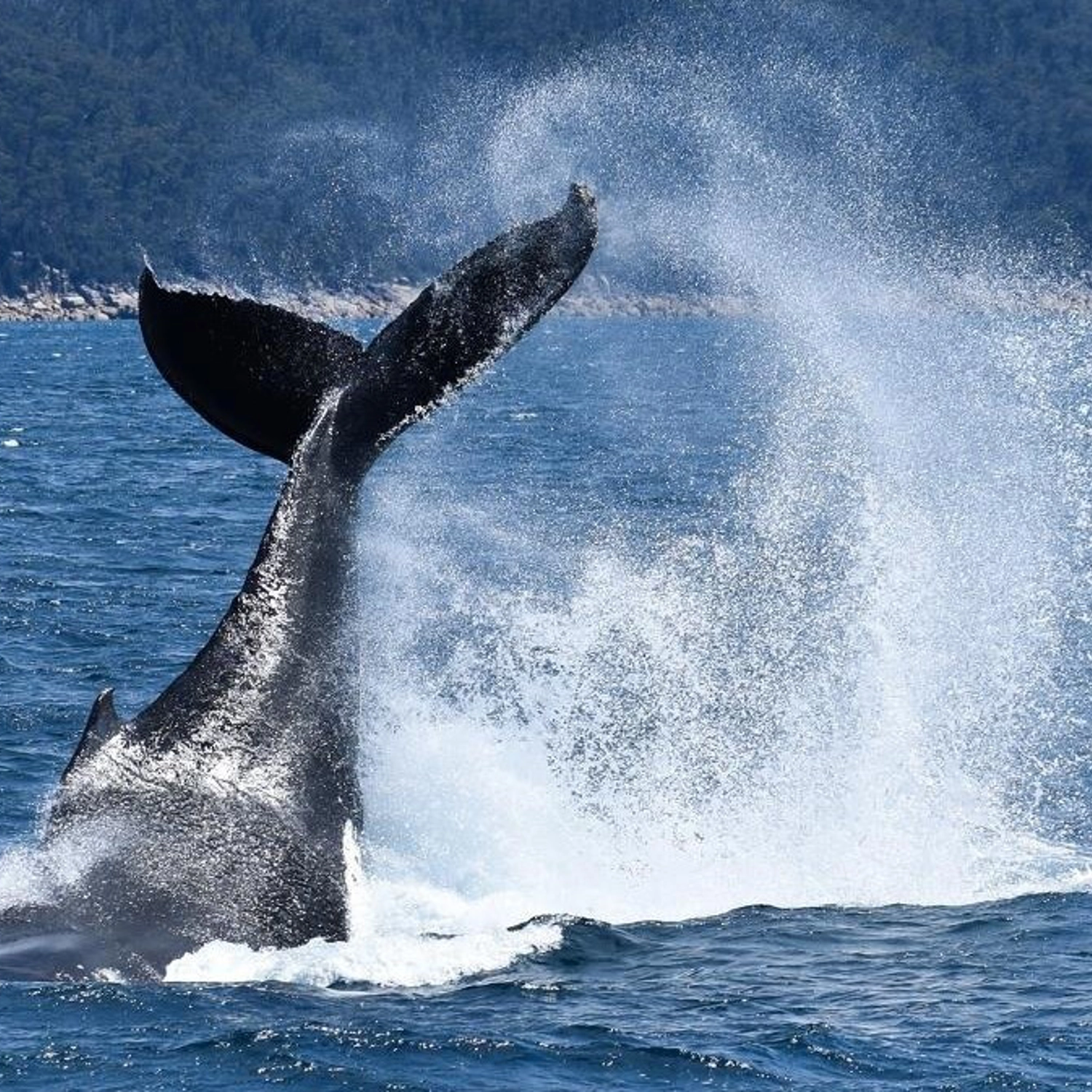 Wilsons Prom Whale Cruise 6