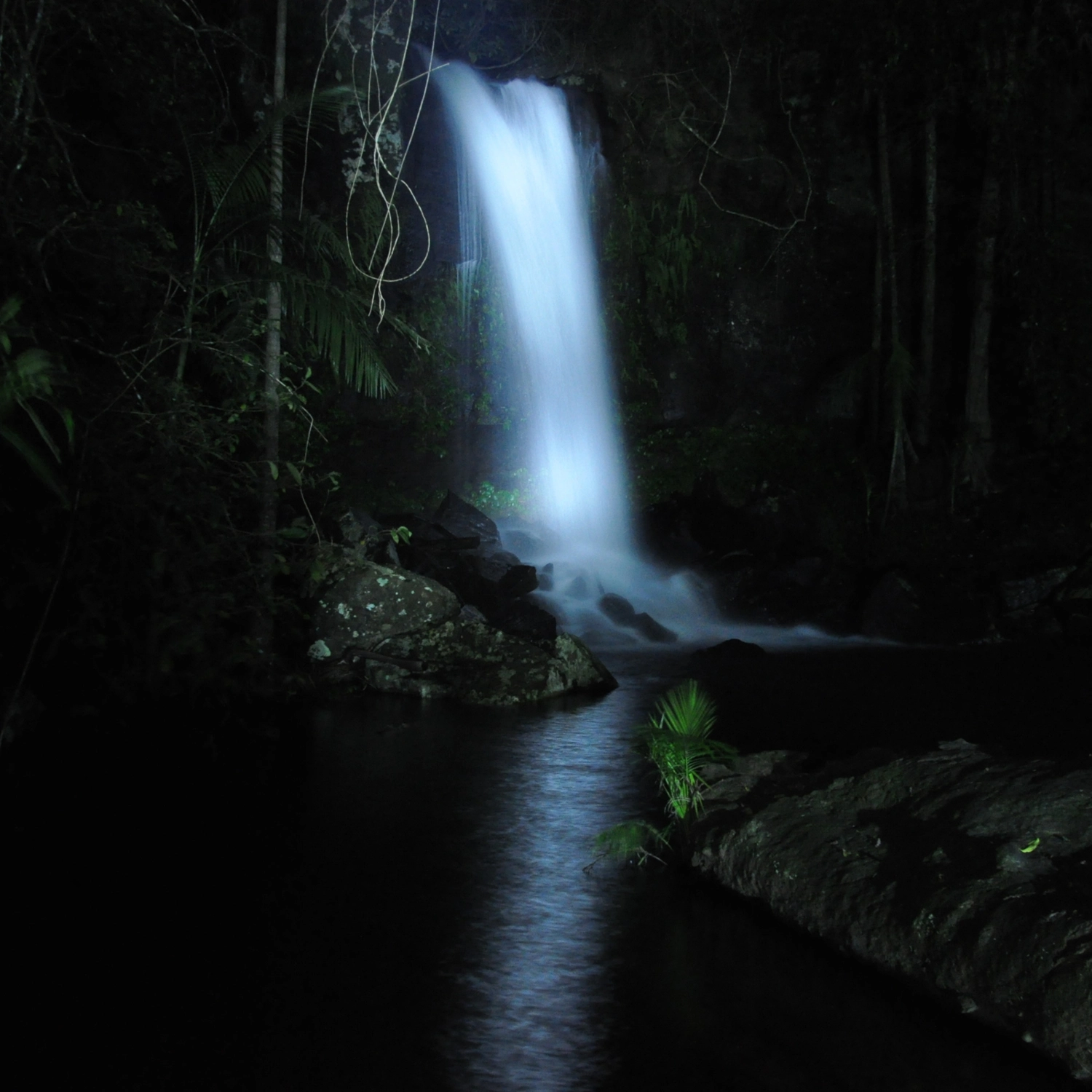 Evening Rainforest & Glow Worm Experience — Gold Coast 4