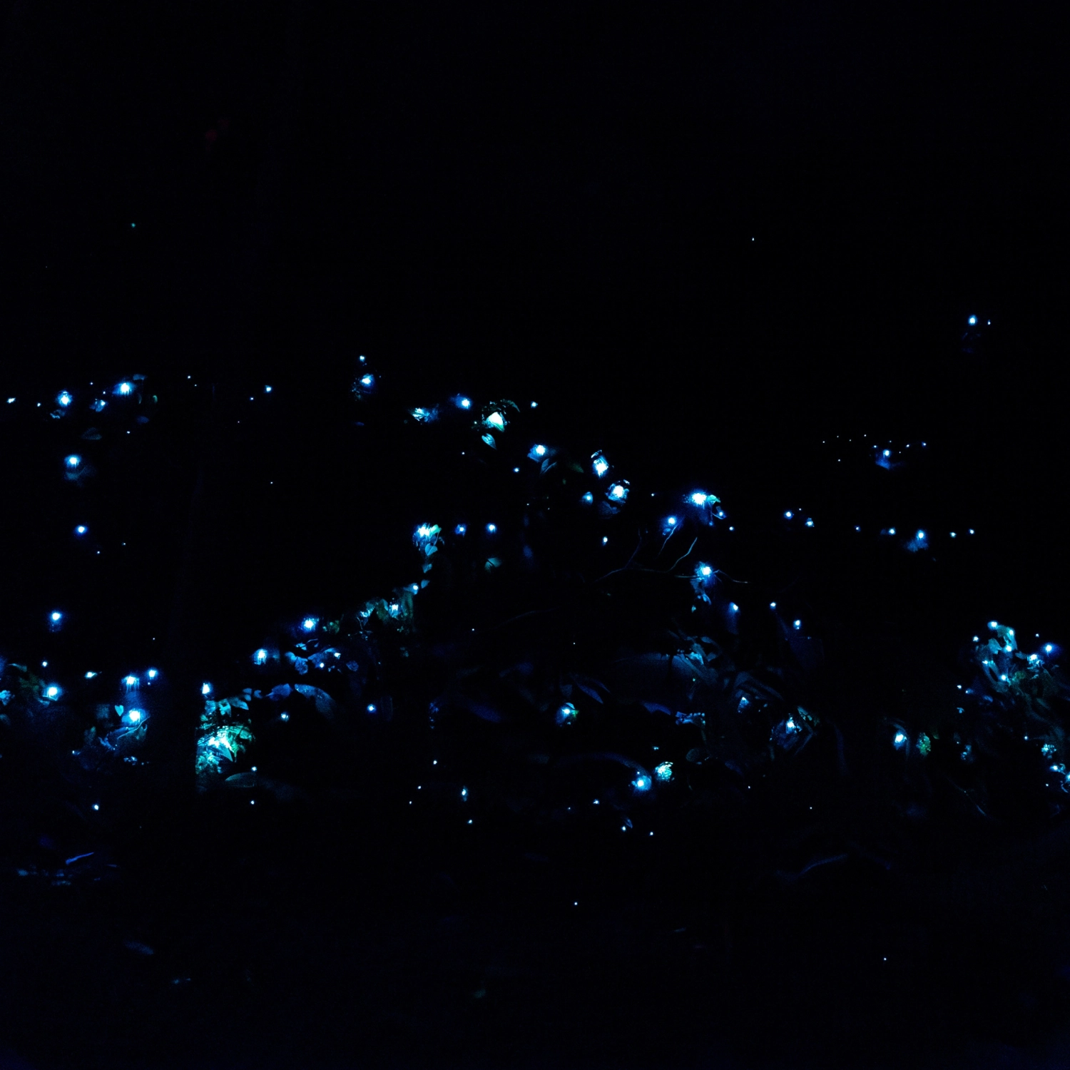 Evening Rainforest & Glow Worm Experience — Gold Coast 3