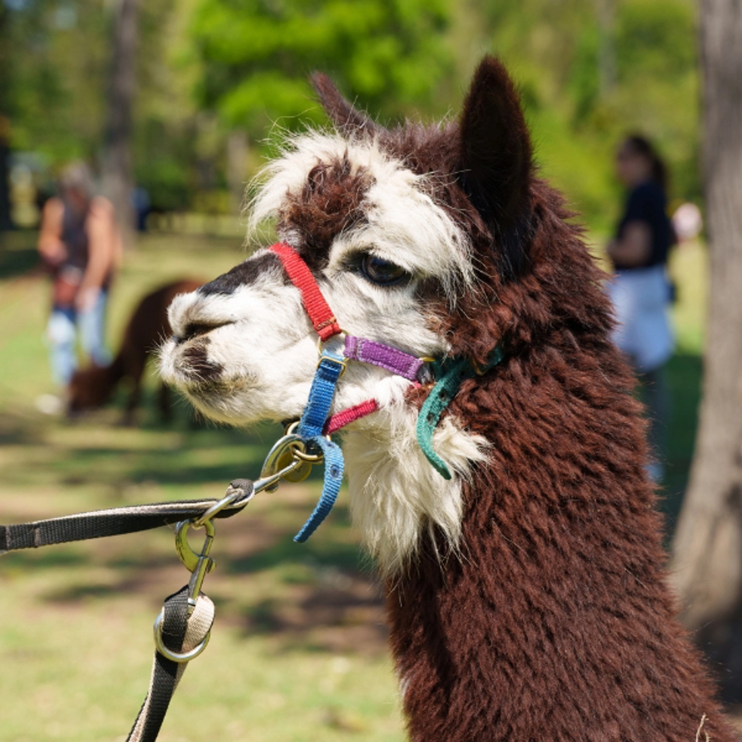 Lamington National Park, O'Reilly's & Vineyard Tour 5