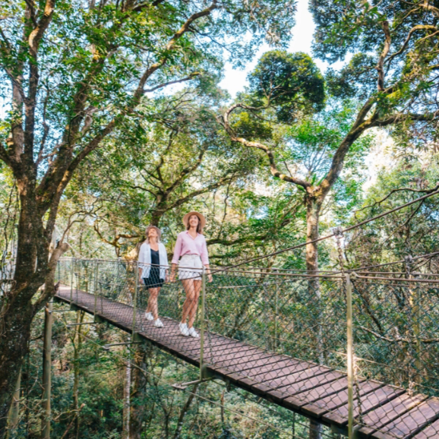 Lamington National Park, O'Reilly's & Vineyard Tour 2