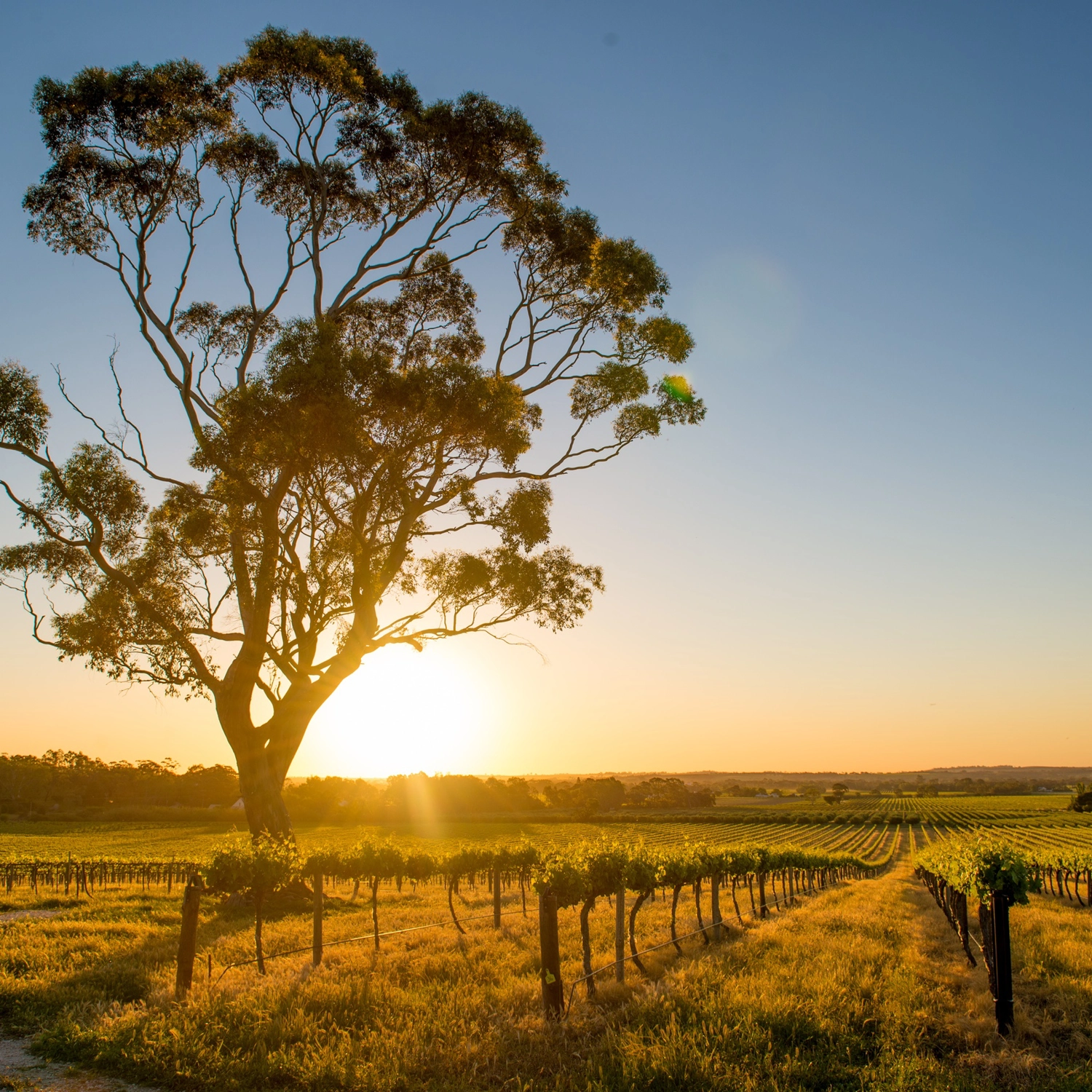 Hunter Valley Signature Experience Day Trip 6