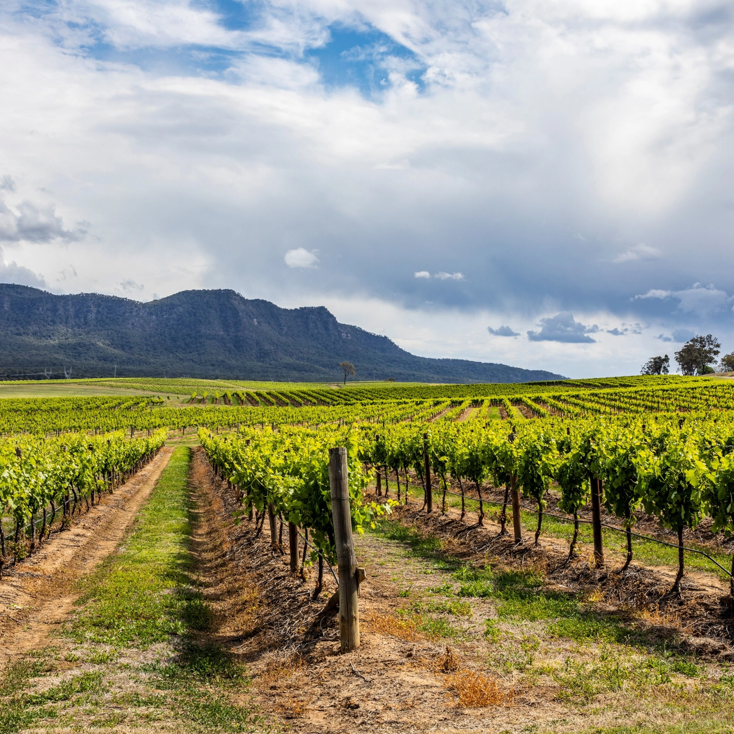 Hunter Valley Signature Experience Day Trip 4