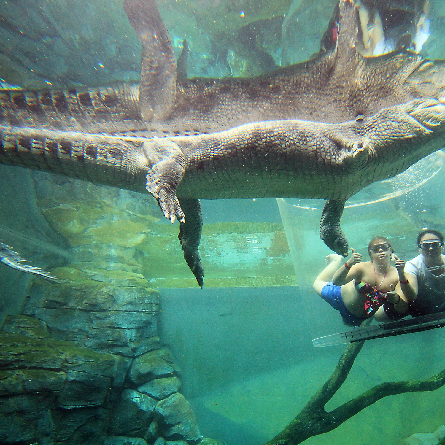 Crocosaurus Cove Cage of Death (2 People) 6