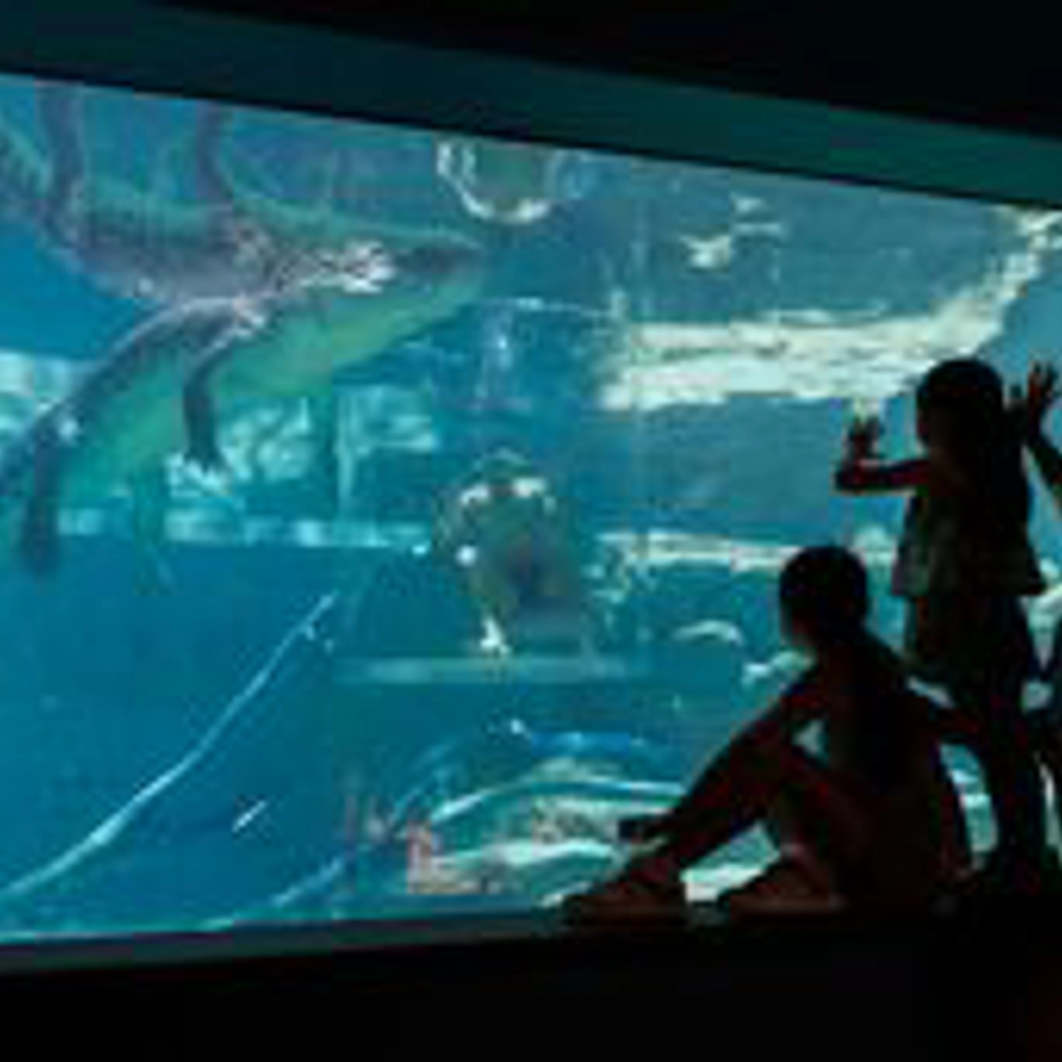 Crocosaurus Cove Cage of Death (2 People) 4