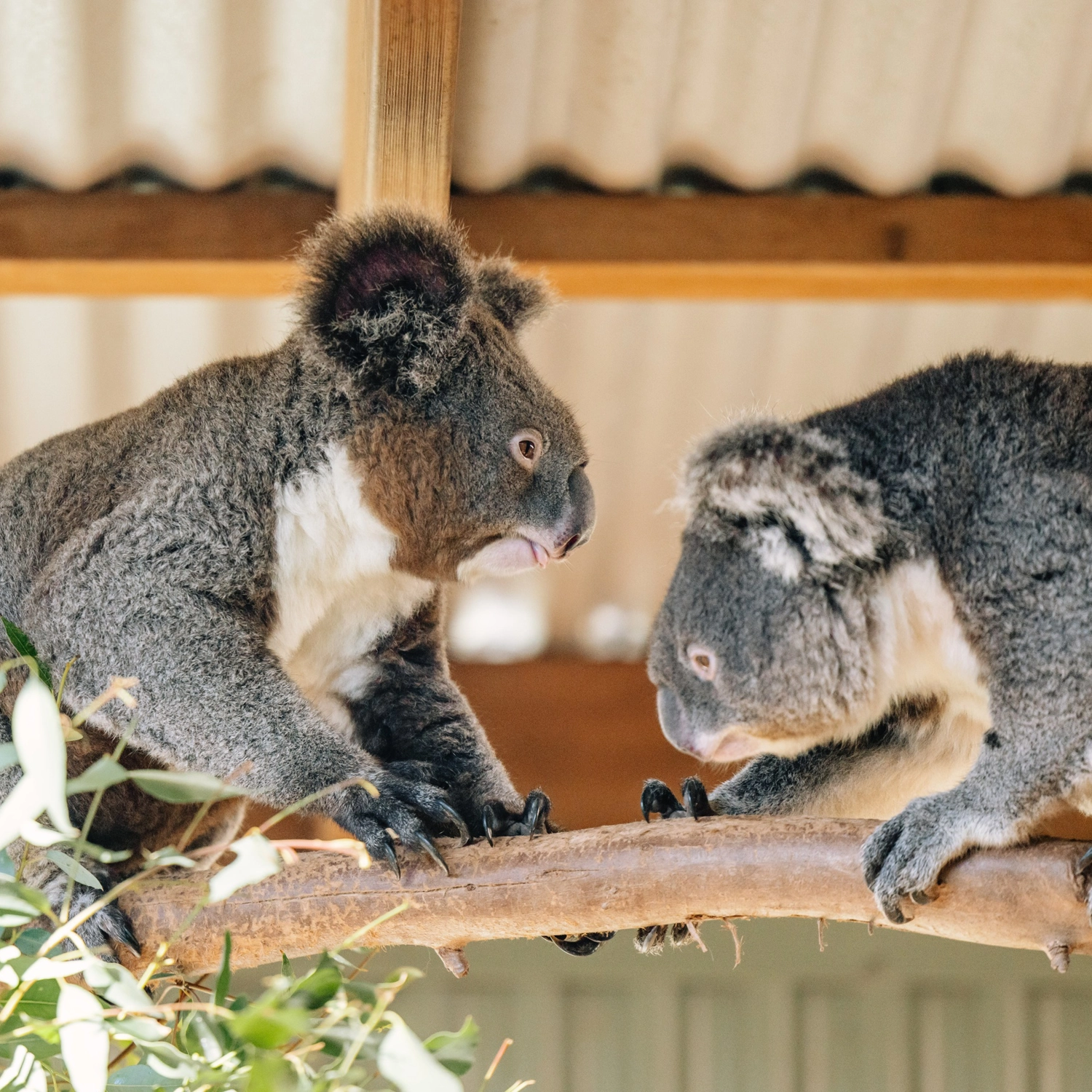 Blue Mountains & Wildlife Park Day Trip 6