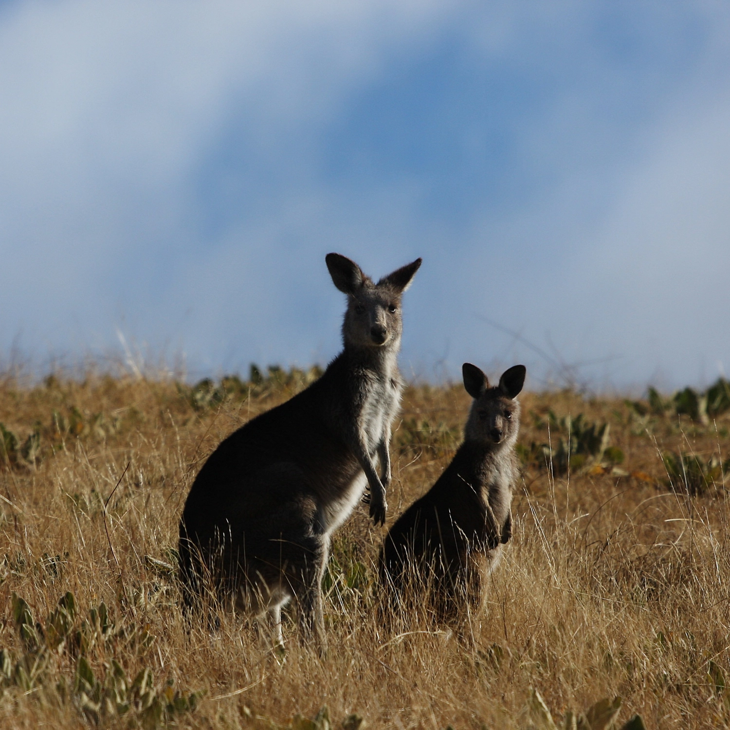 Canberra Day Trip from Sydney 4