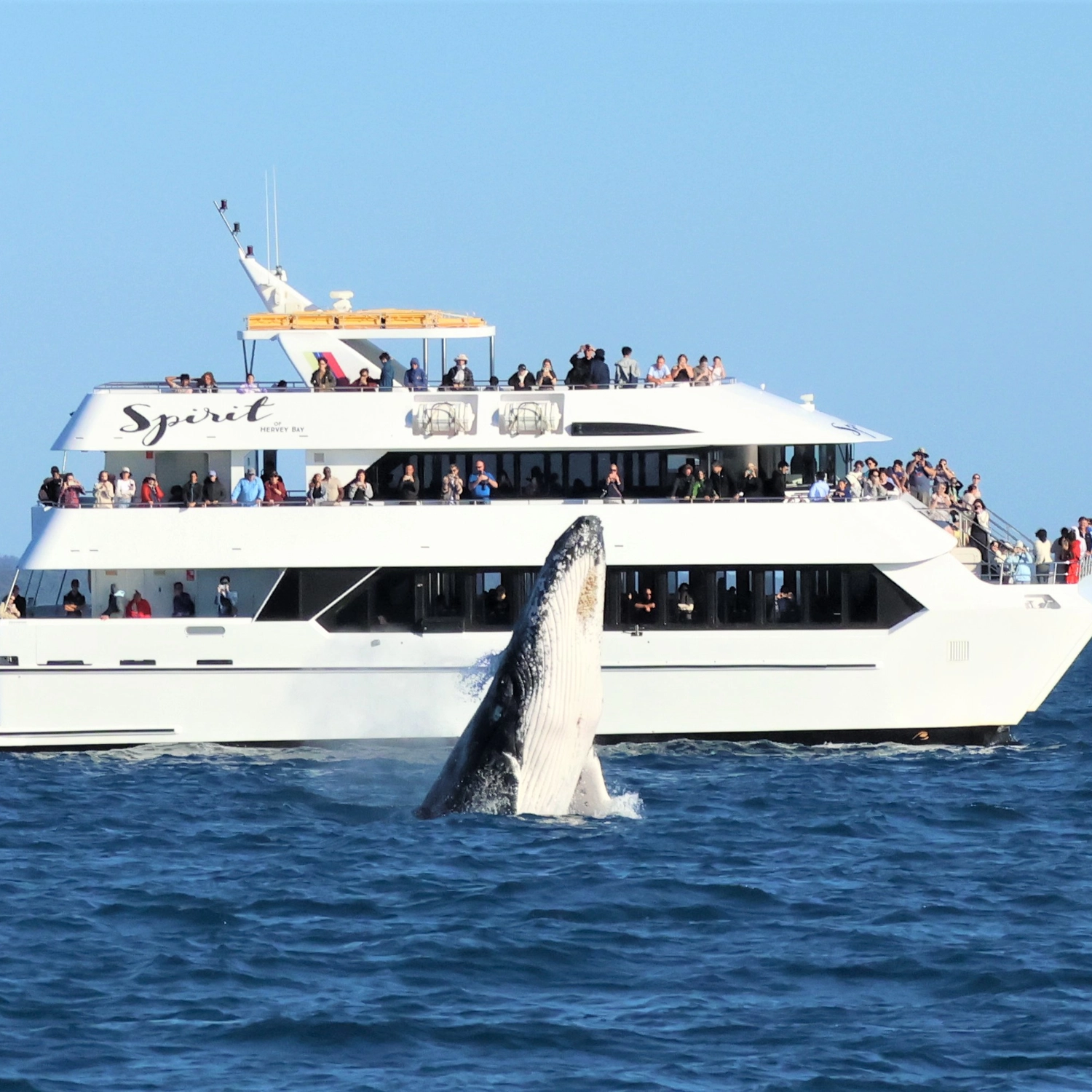 Spirit of Hervey Bay — Whale Watching Cruise 7