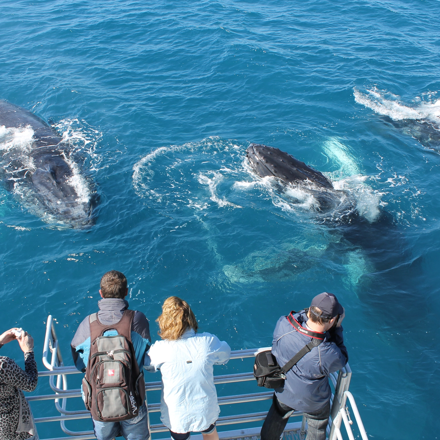 Spirit of Hervey Bay — Whale Watching Cruise 9