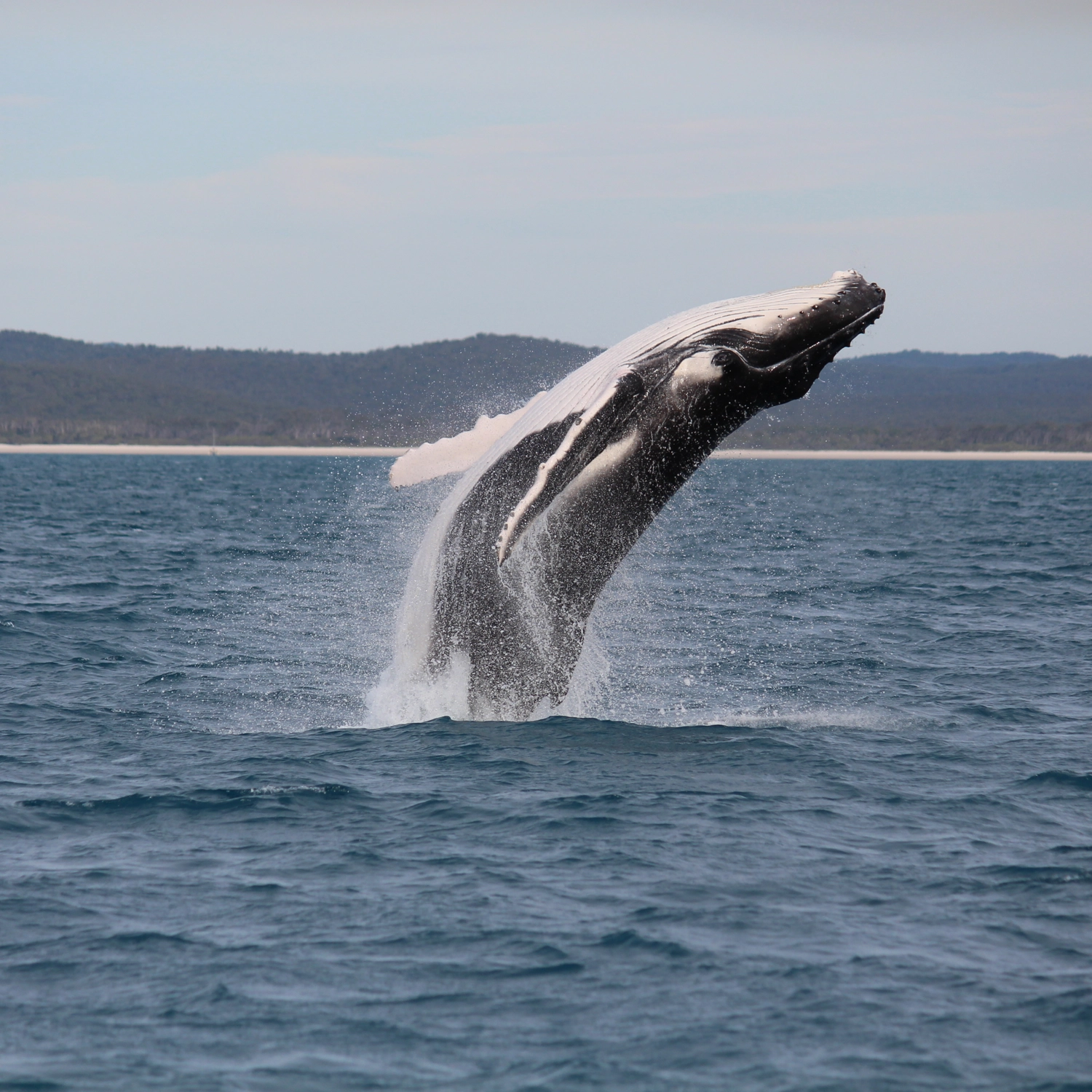 Spirit of Hervey Bay — Whale Watching Cruise 8
