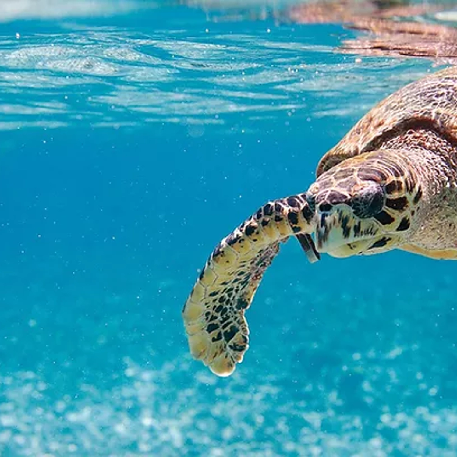 Turtle Discovery Tour 4