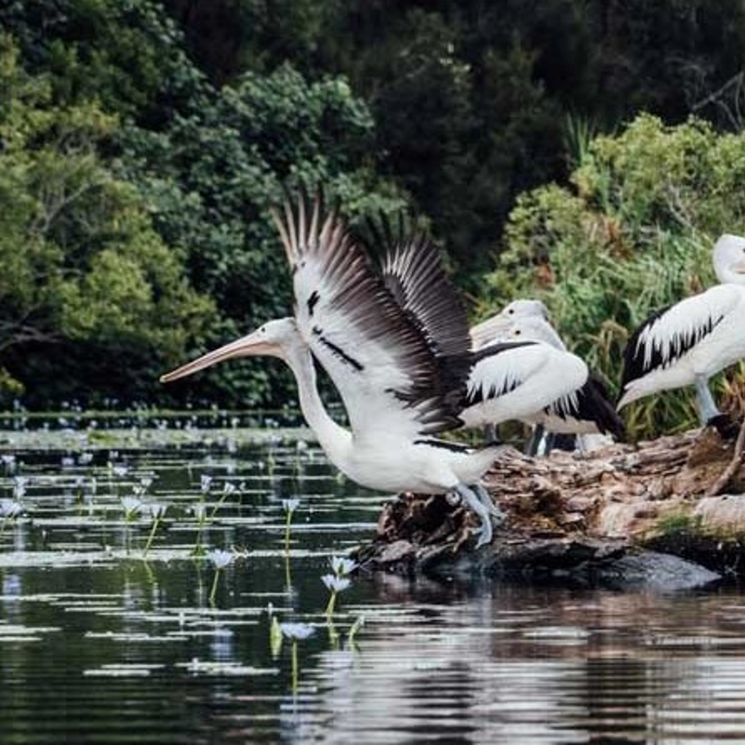 Everglades Explorer Tour 6