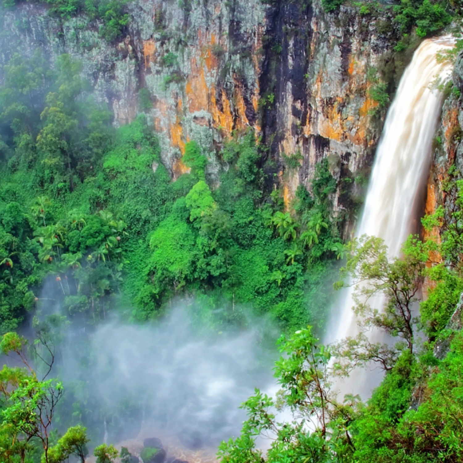 UNESCO Springbrook National Park, Waterfalls & Natural Bridge 4
