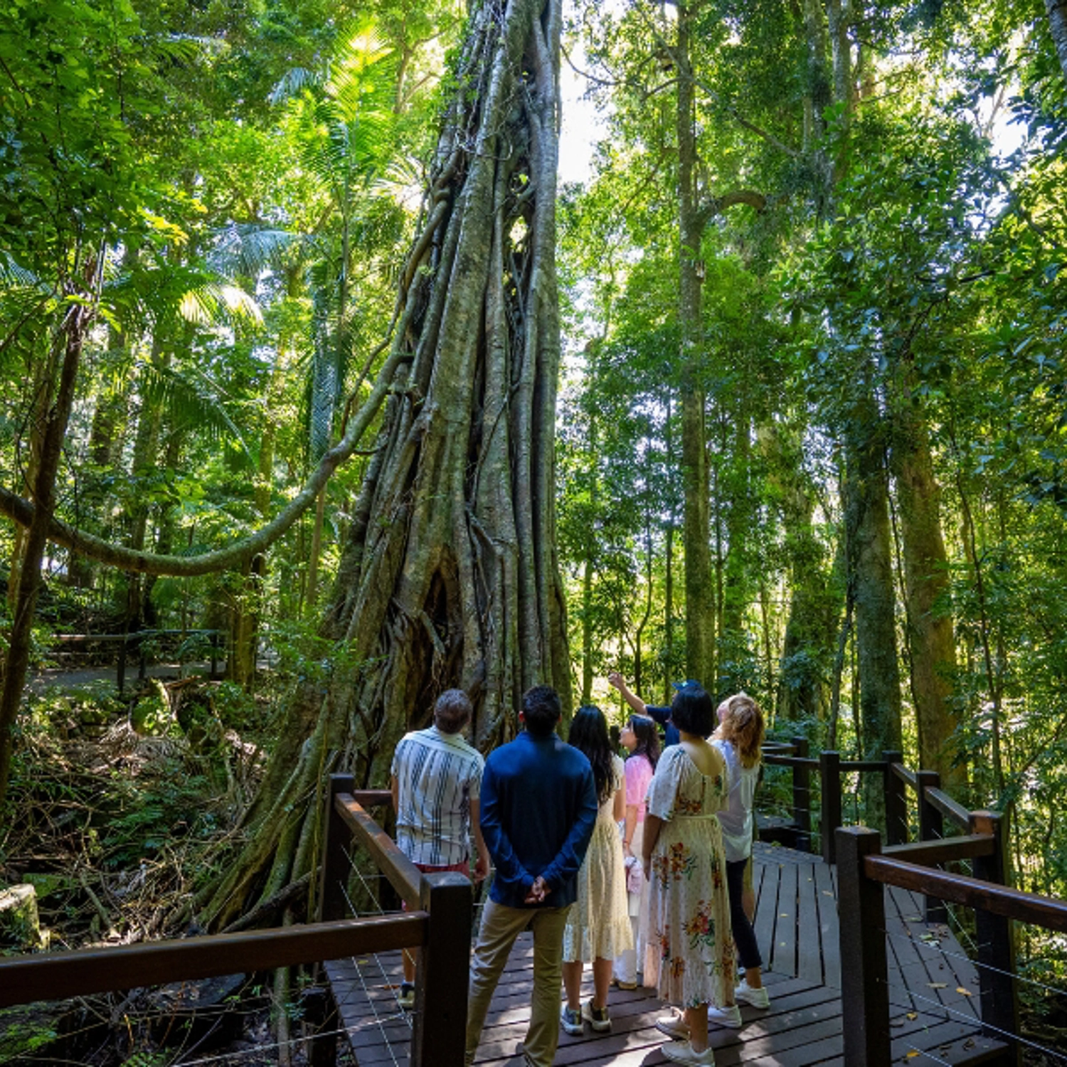 UNESCO Springbrook National Park, Waterfalls & Natural Bridge 8