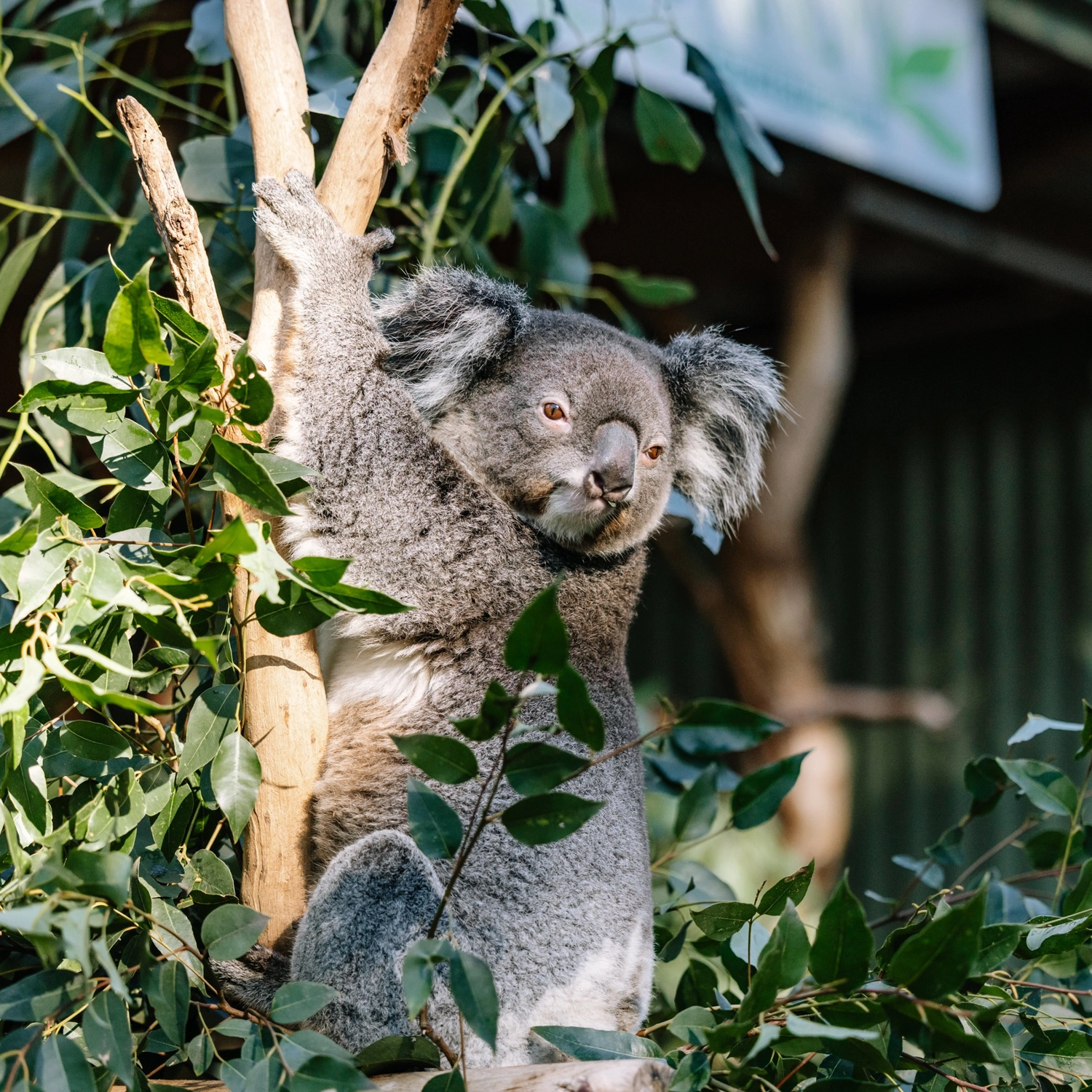 Blue Mountains All-Inclusive Signature Day Tour 4