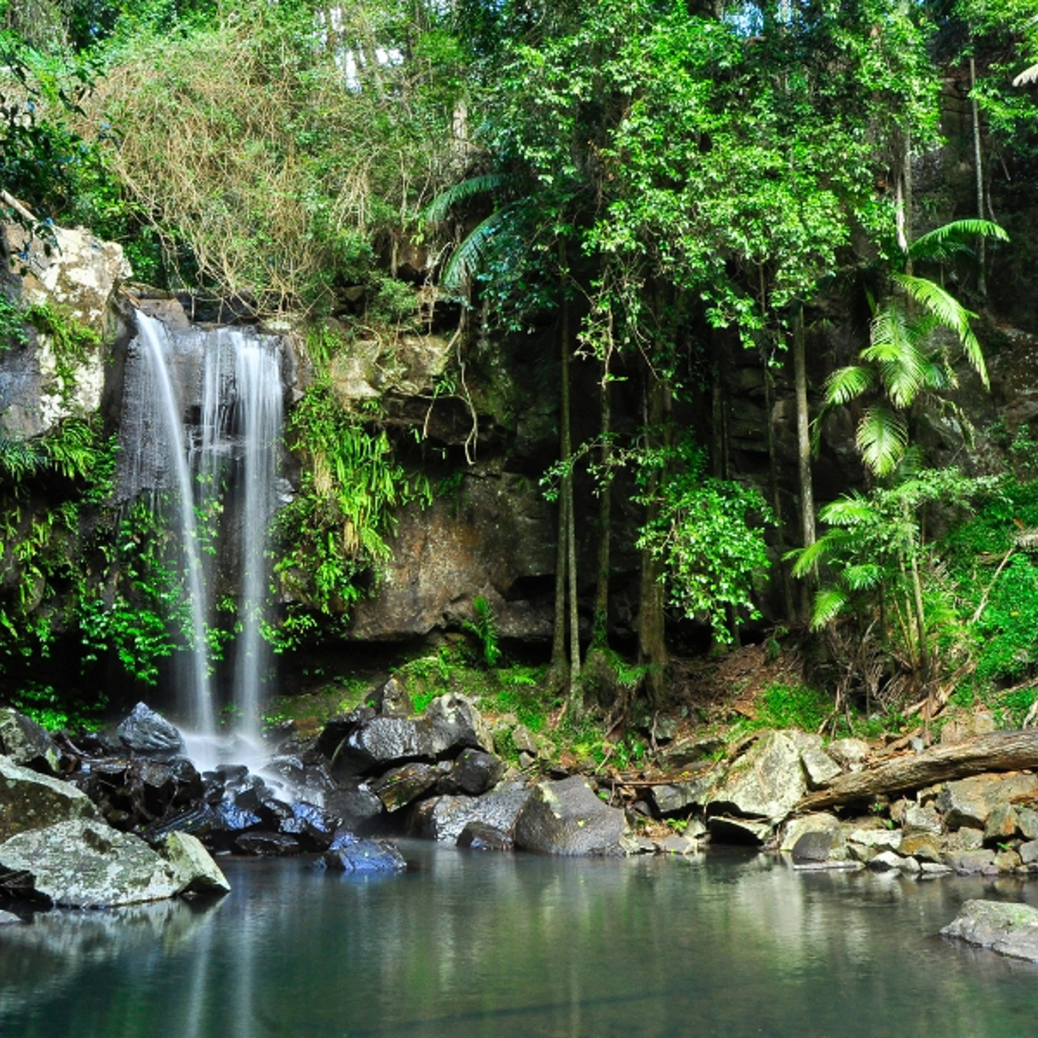 Kangaroos, Koalas & Tamborine Mountain Views 2