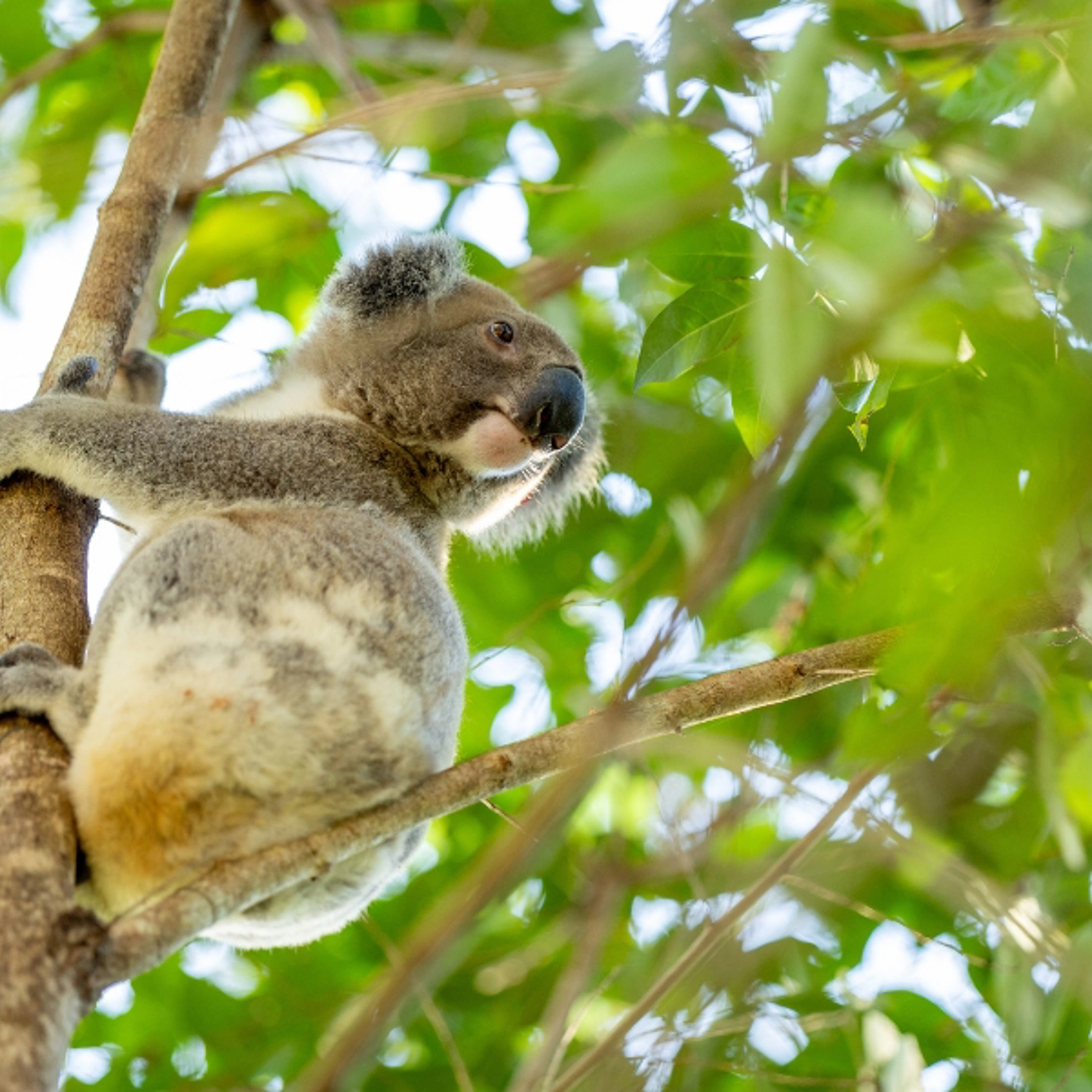 Kangaroos, Koalas & Tamborine Mountain Views 5