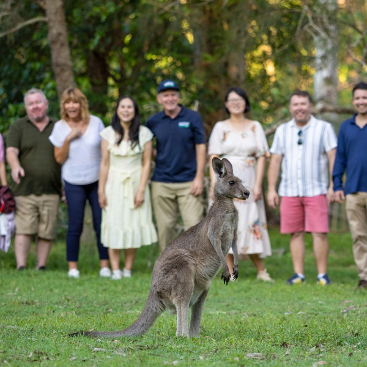 Kangaroos, Koalas & Tamborine Mountain Views 7