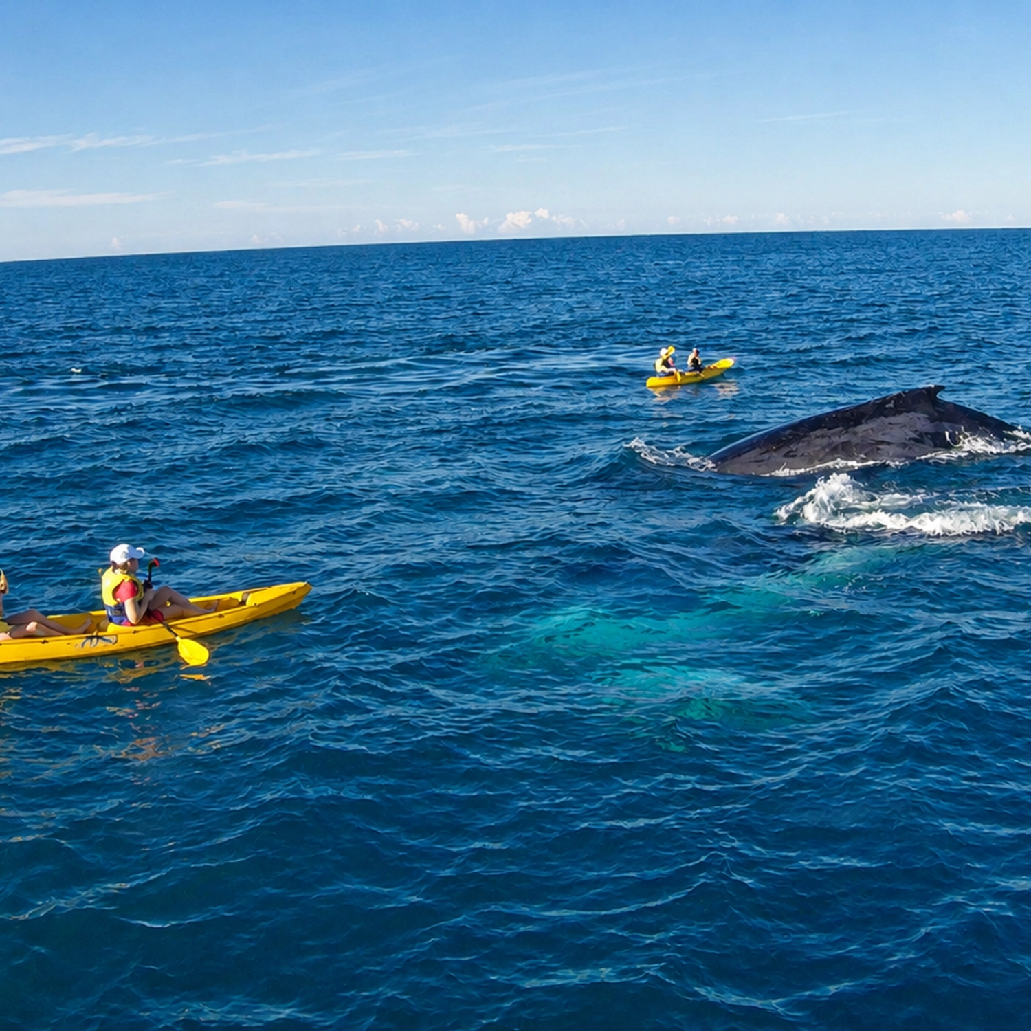 Noosa: Epic Whale Watching on Ocean Kayaks & Beach 4X4 Tour 3