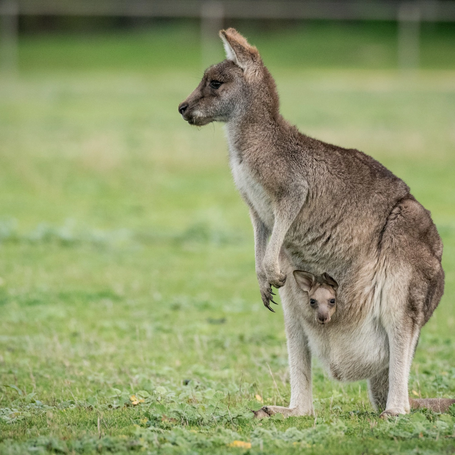 Yarra Valley Wine, Bubbles & Kangaroos Tour 10