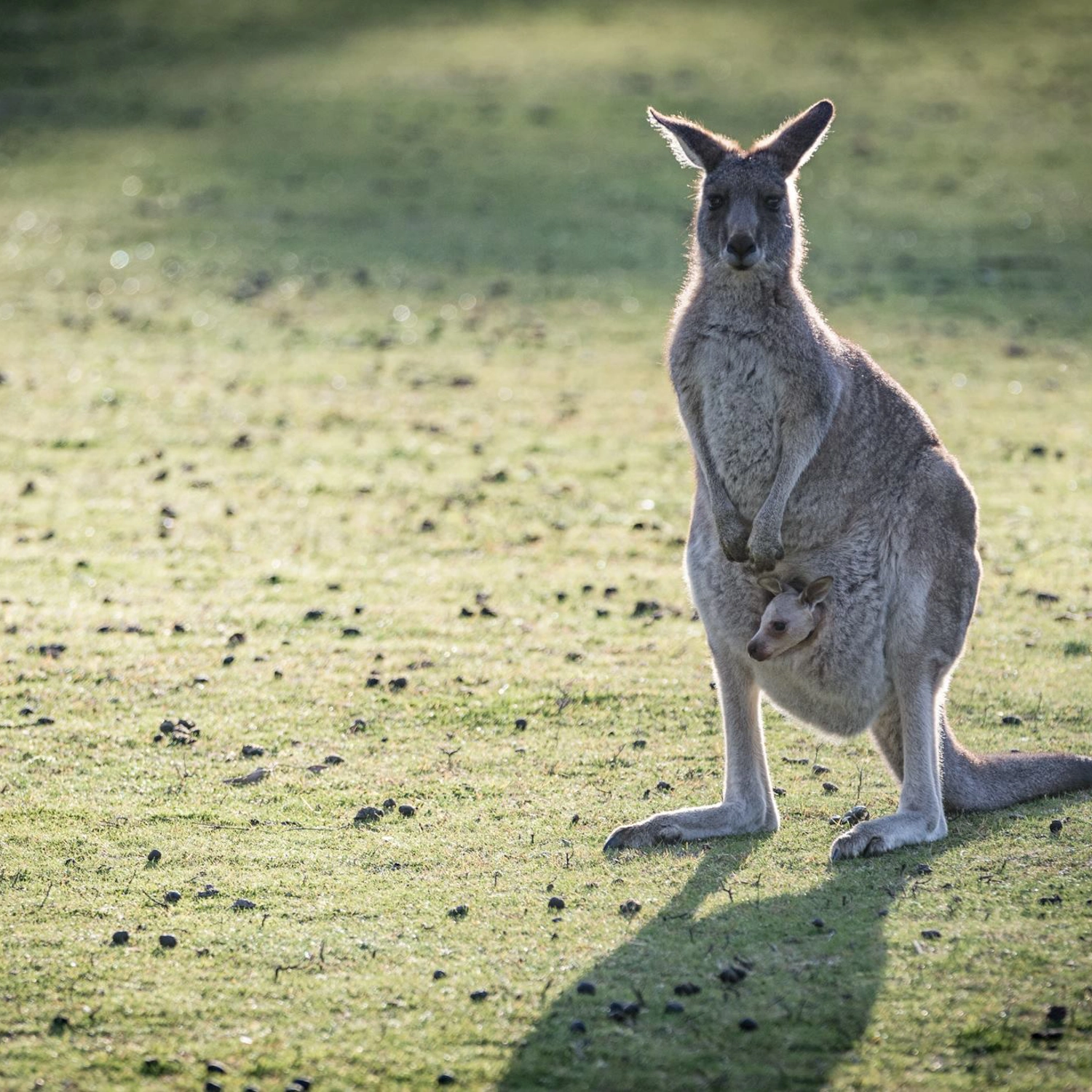 Yarra Valley Wine, Bubbles & Kangaroos Tour 8