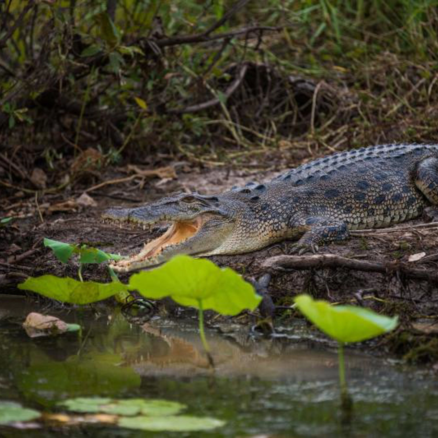 4WD Kakadu Adventure 3 Day Hotel 10