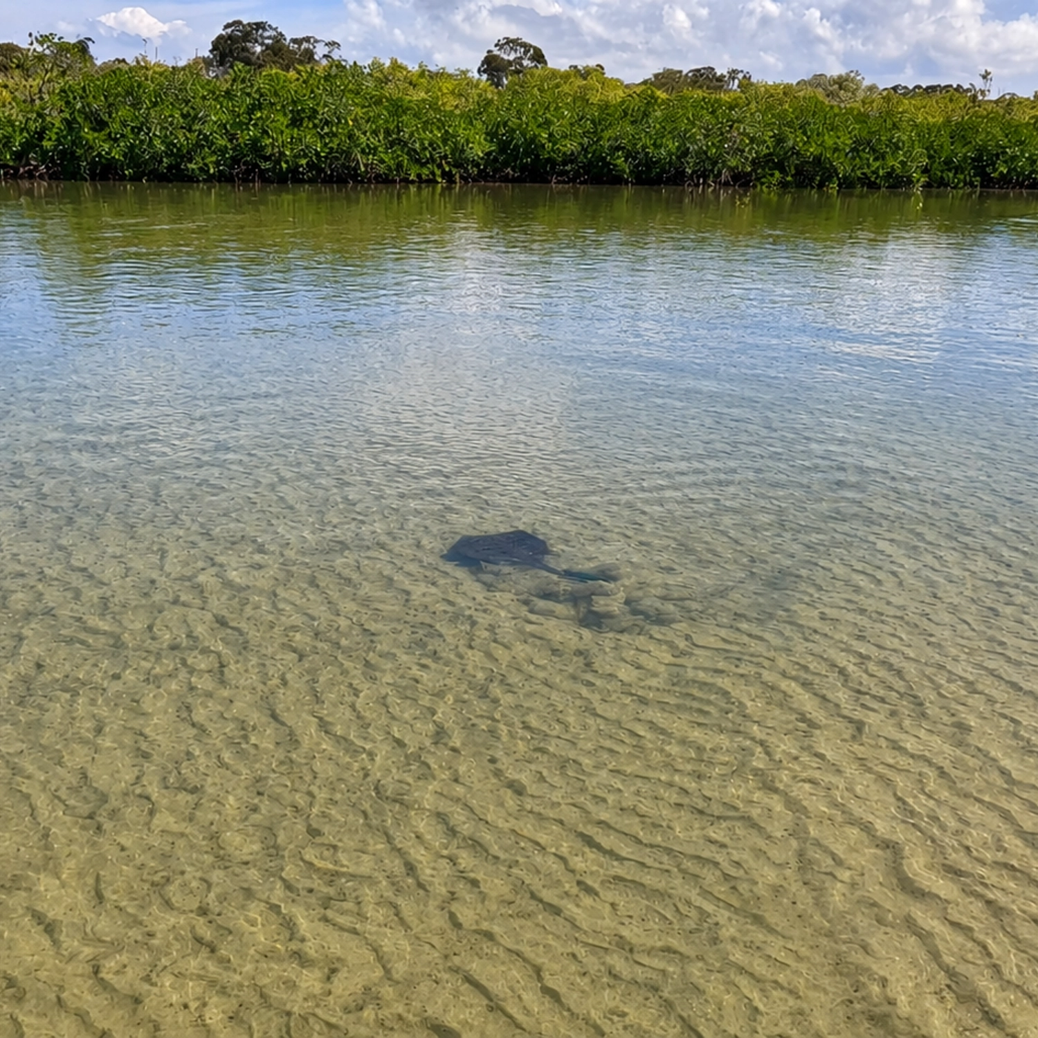 Noosa Stand Up Paddle & Mangrove Tunnel Tour (Fully Guided) 4