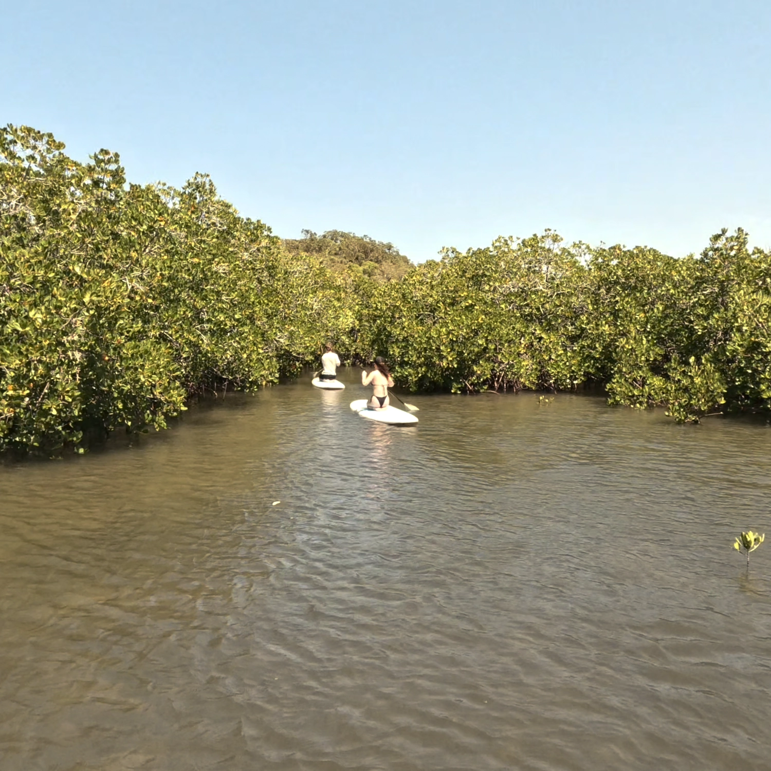 Noosa Stand Up Paddle & Mangrove Tunnel Tour (Fully Guided) 9