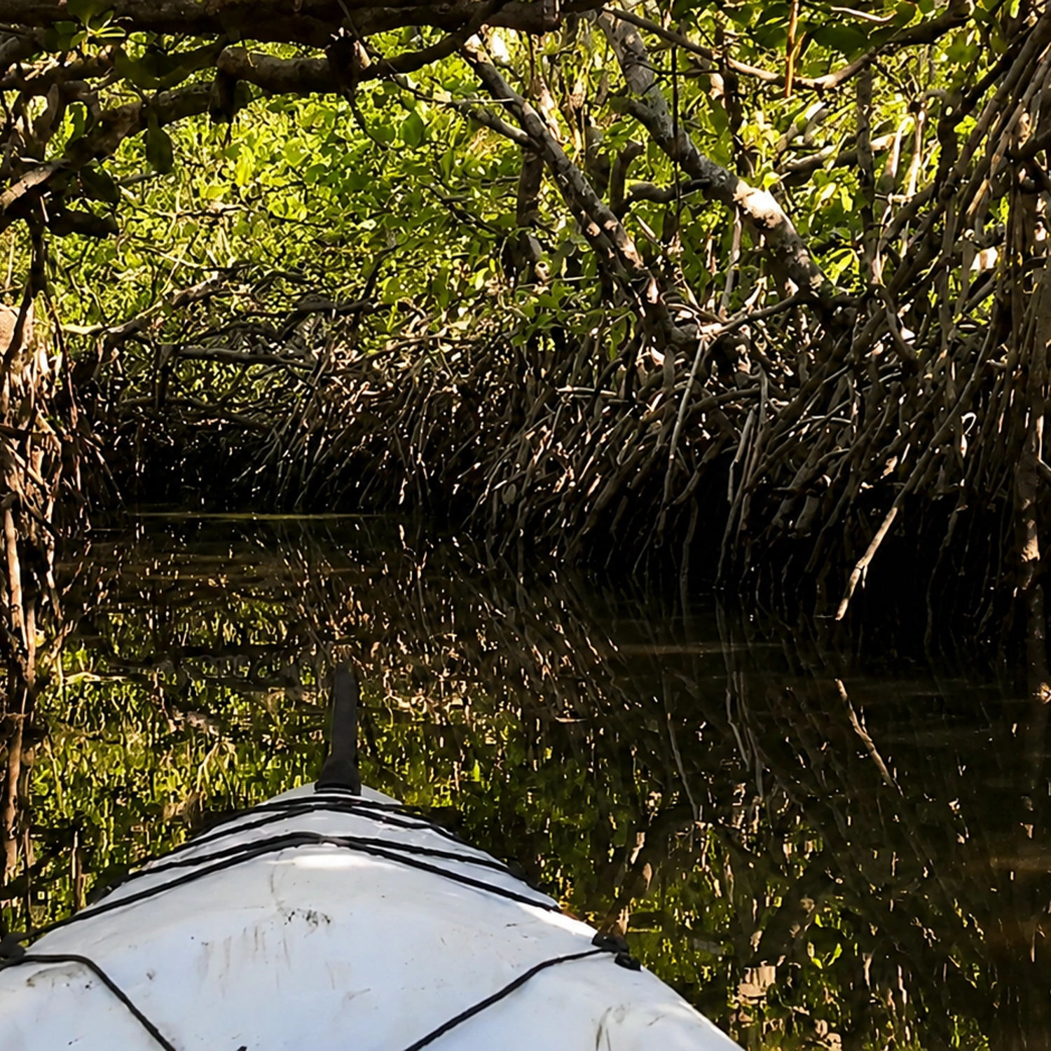 Noosa Hidden Waterways & Wildlife Kayak Tour (Self Guided) 8