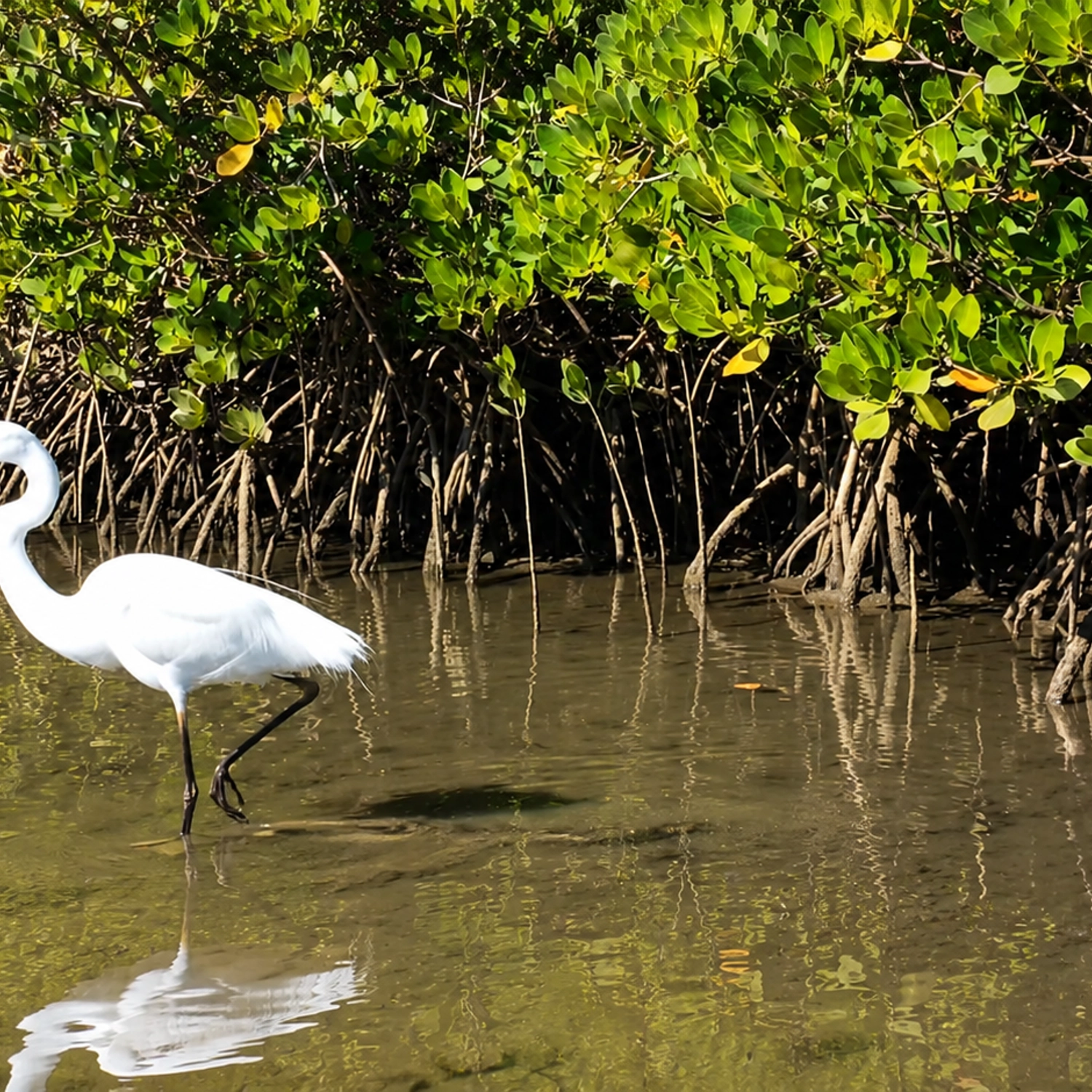 Noosa Hidden Waterways & Wildlife Kayak Tour (Self Guided) 4