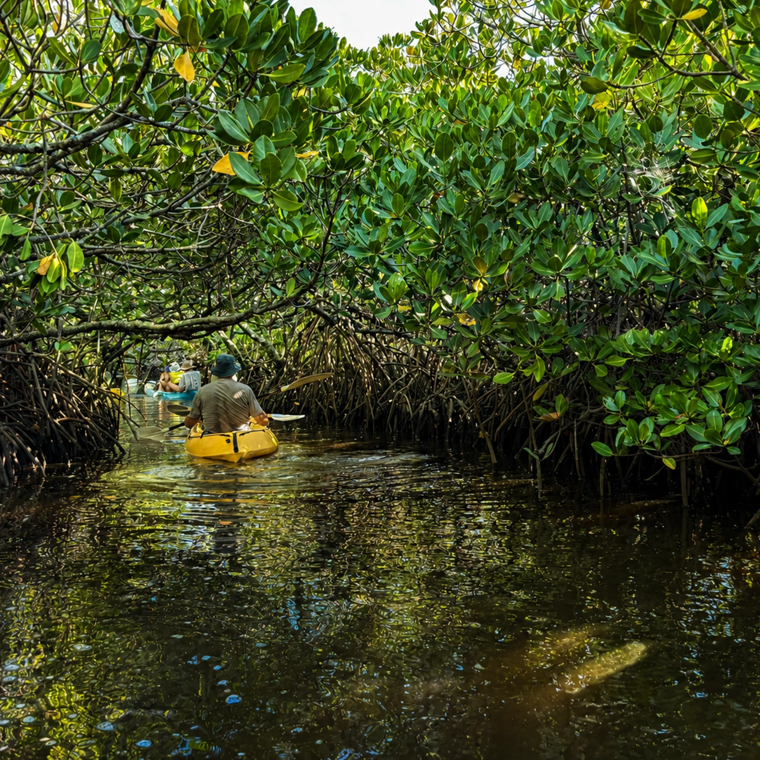 Noosa Hidden Waterways & Wildlife Kayak Tour (Self Guided) 9