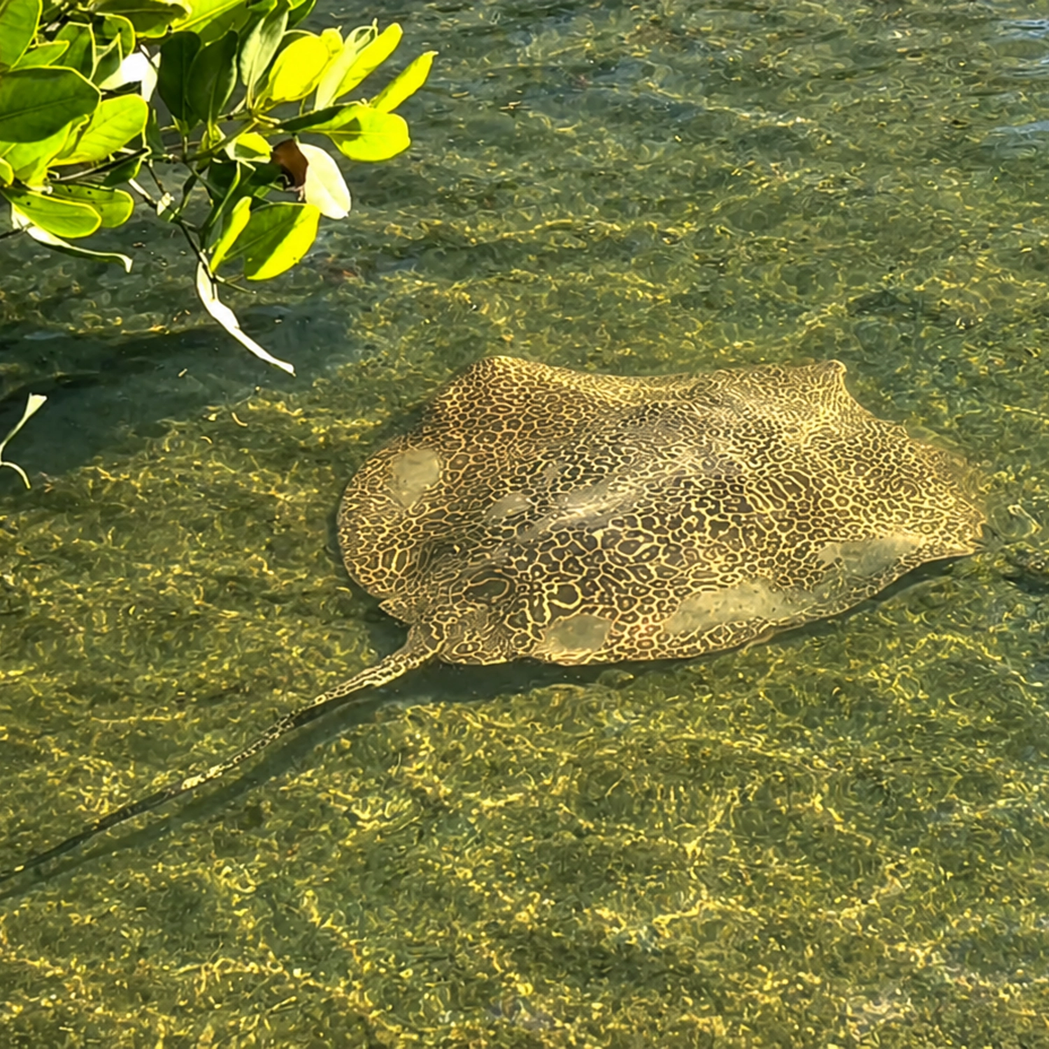Noosa Hidden Waterways & Wildlife Kayak Tour (Self Guided) 2