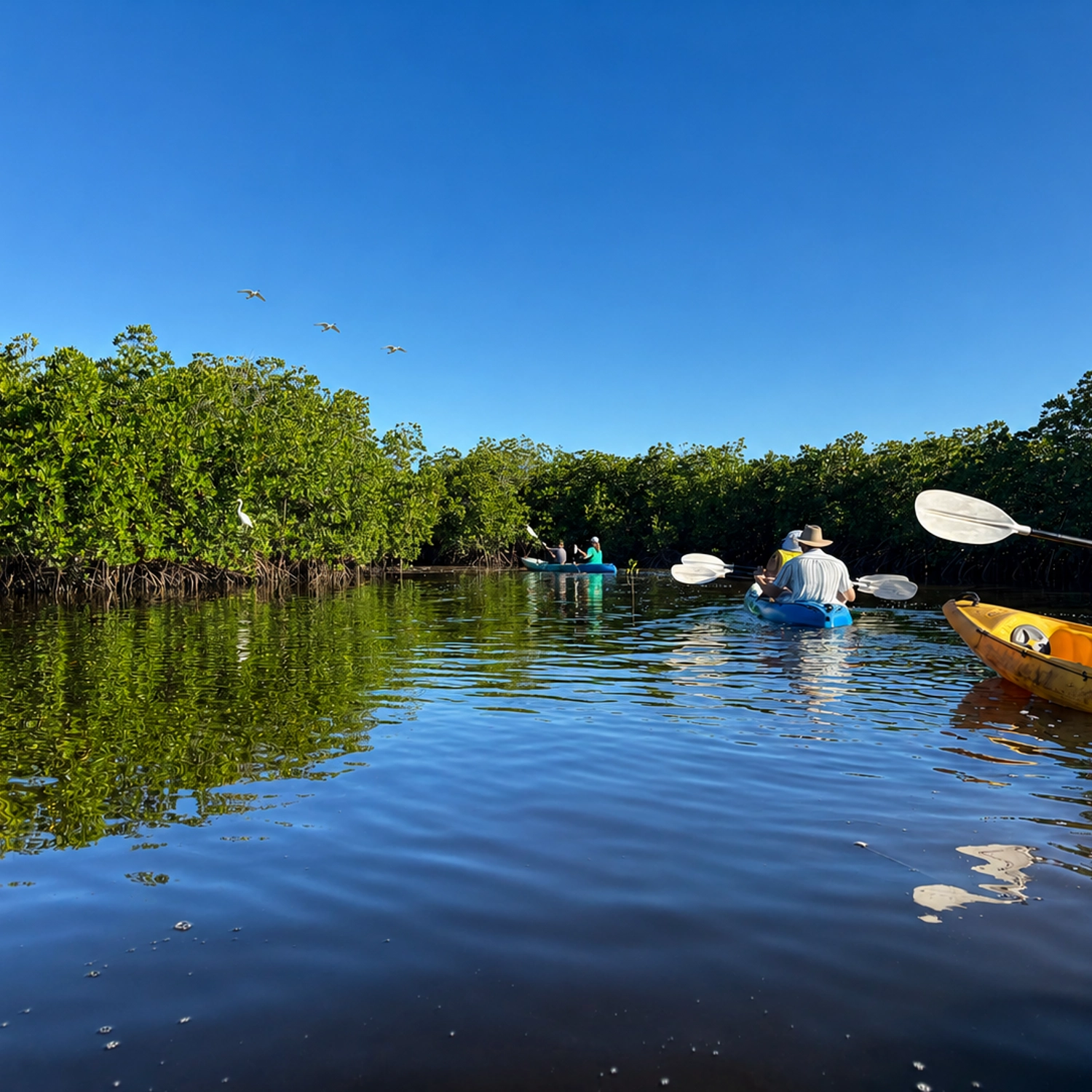 Noosa Hidden Waterways & Wildlife Kayak Tour (Self Guided) 10