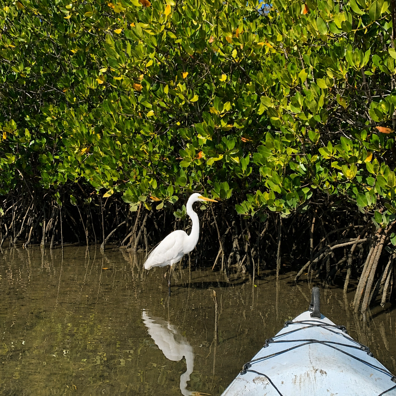 Noosa Stand Up Paddle & Mangrove Tunnel Tour (Self Guided) 9