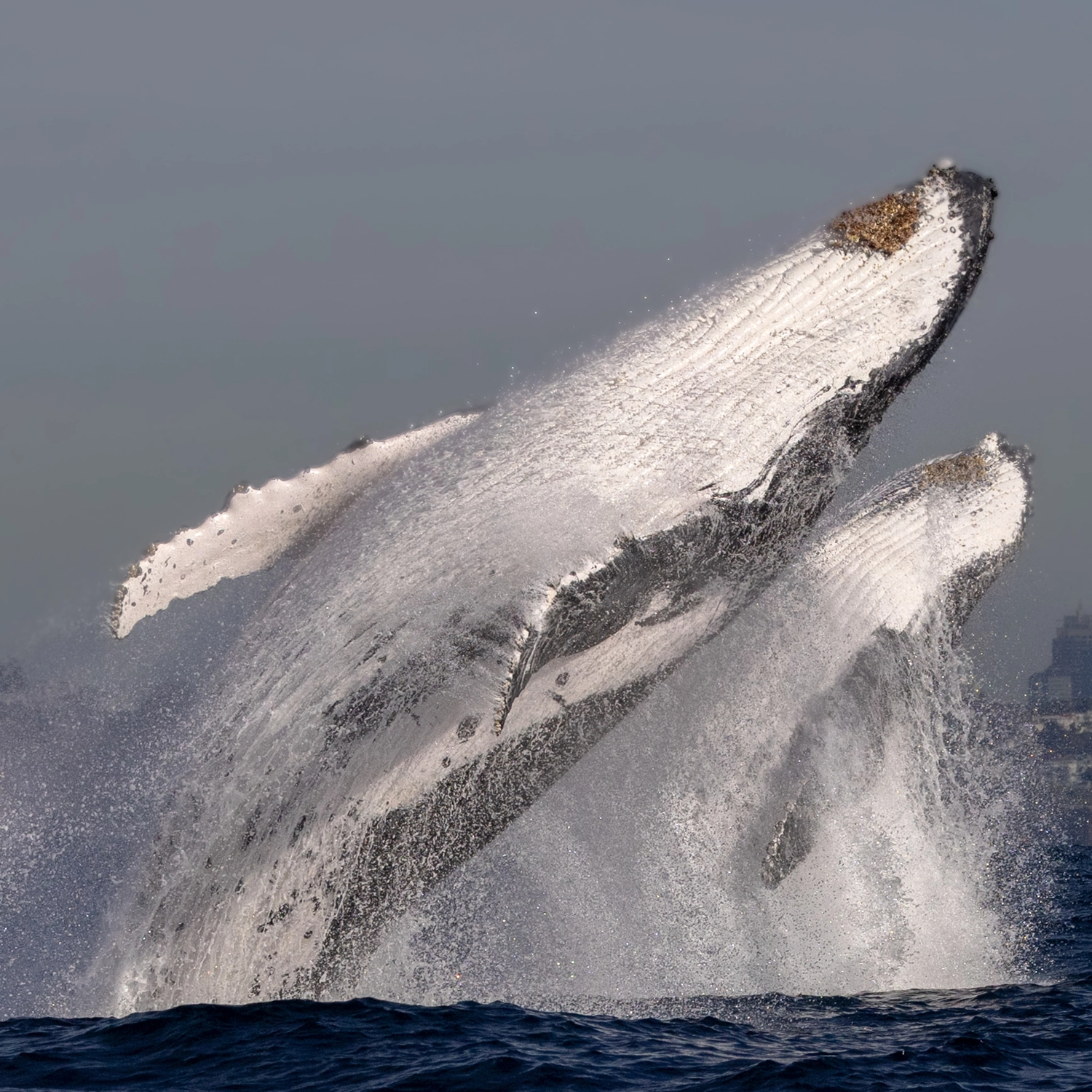 Ocean Whale Watching Experience 16