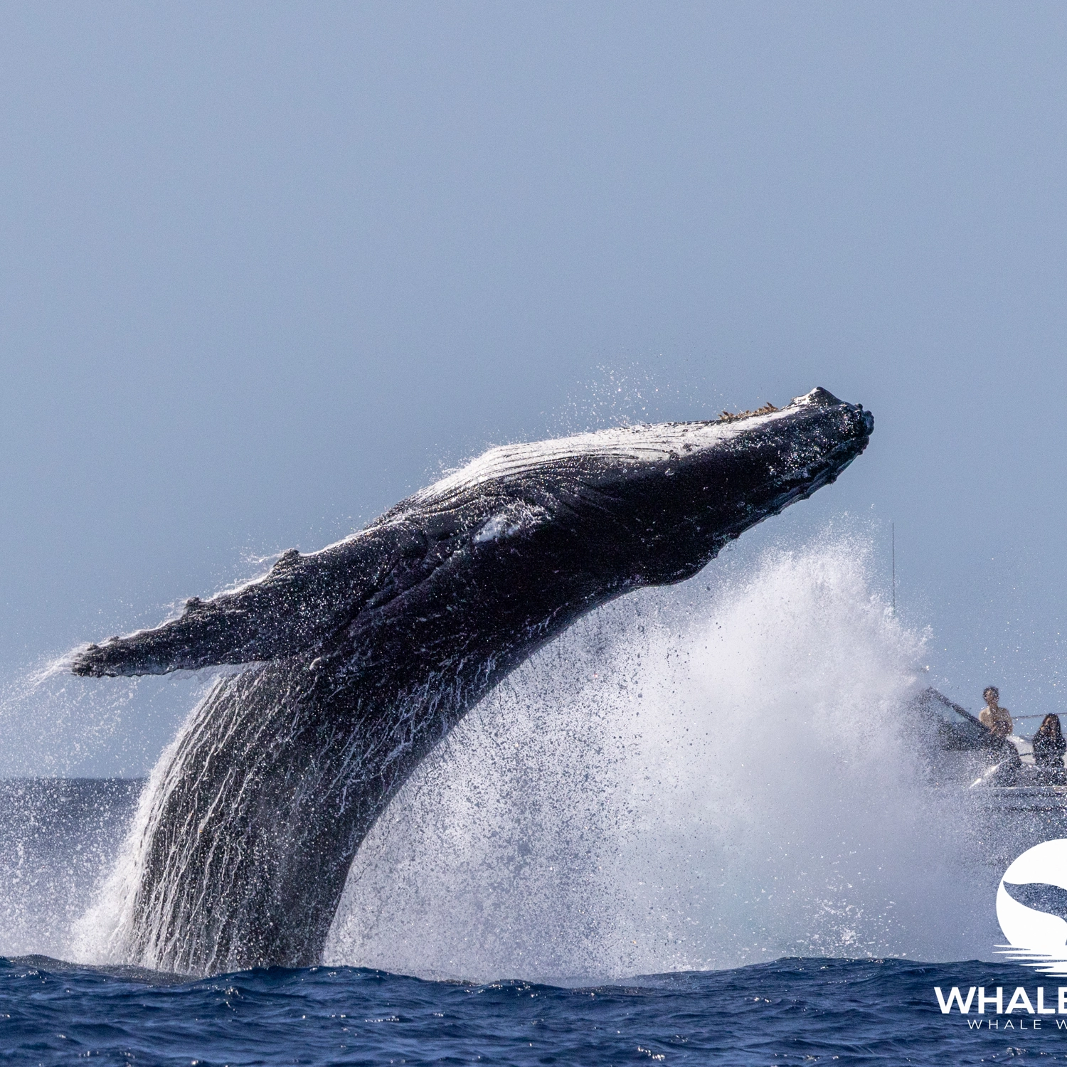 Ocean Whale Watching Experience 14